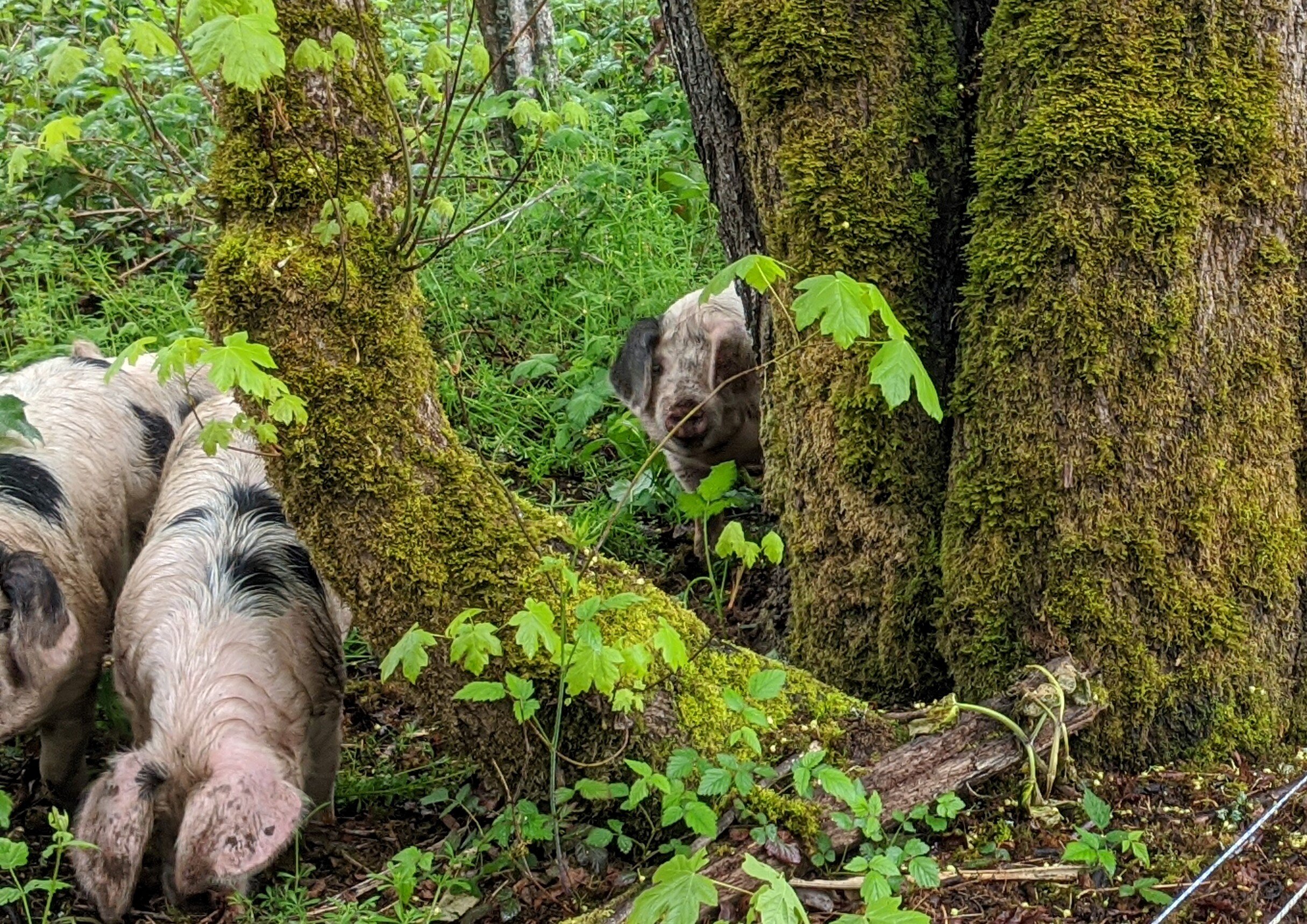 PigsinWoods - Copy.jpg