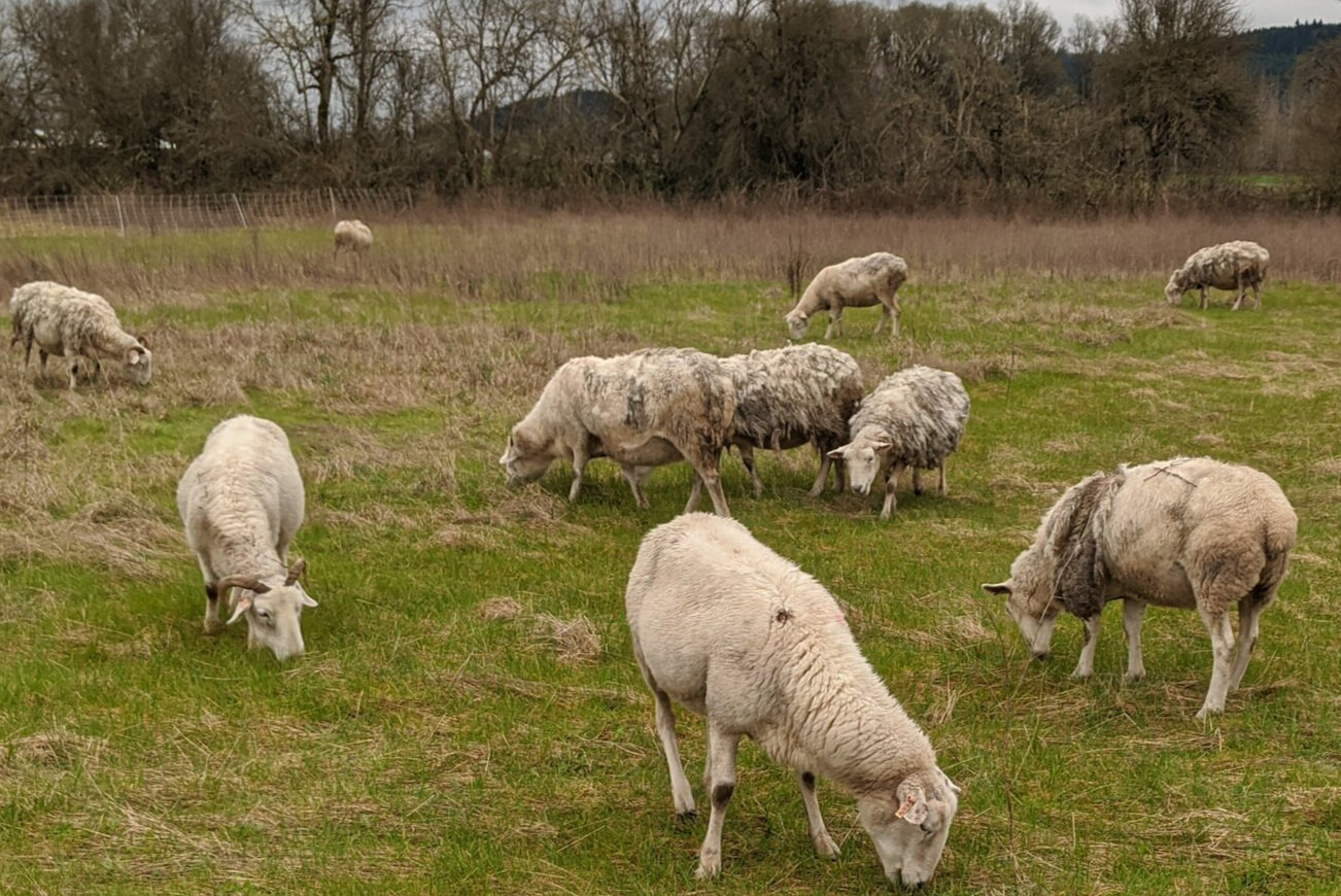 Sheeppasture.jpg