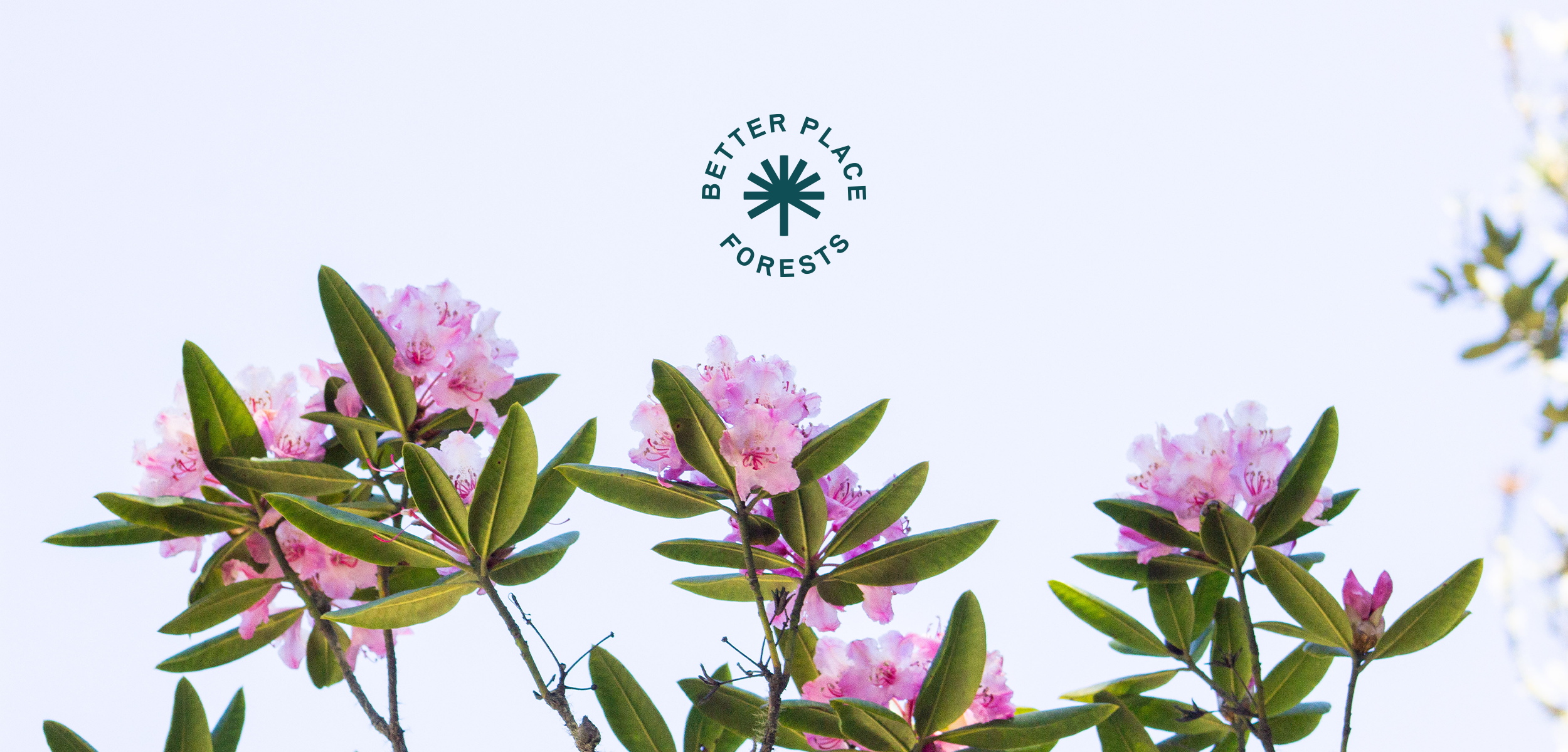 5_Flowers_Logo.png