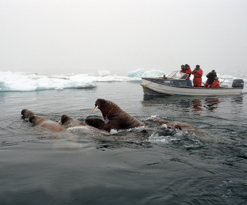 AK_Walrus_Boat2.jpg