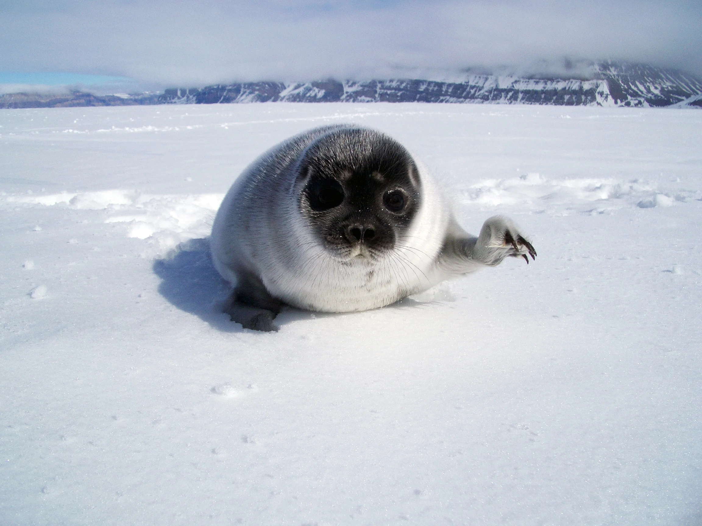 AK_WHAL01_Harp_Seal_pup.JPG