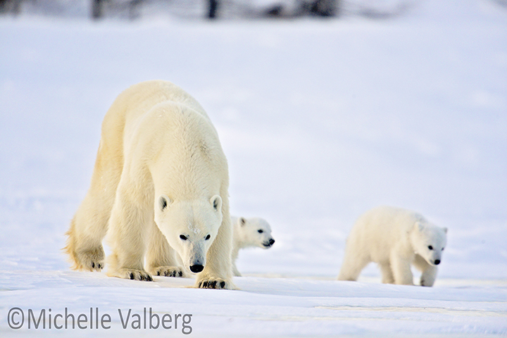 Mother and Cubs 4314w by Michelle Valberg.jpg