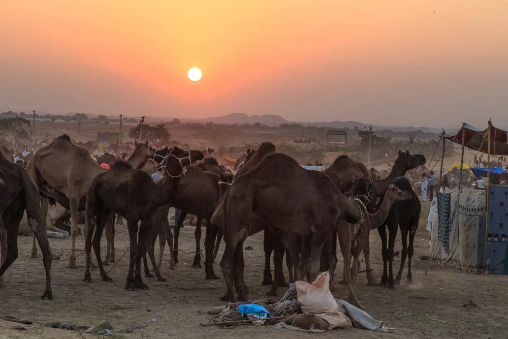 India-rajasthan-sunset-03-pushkar-camel-fair-copyright-lewis-kemper.jpg