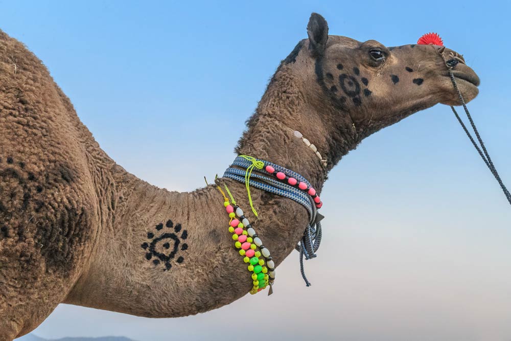 India-rajasthan-decorated-camel-pushkar-camel-fair-copyright-lewis-kemper.jpg