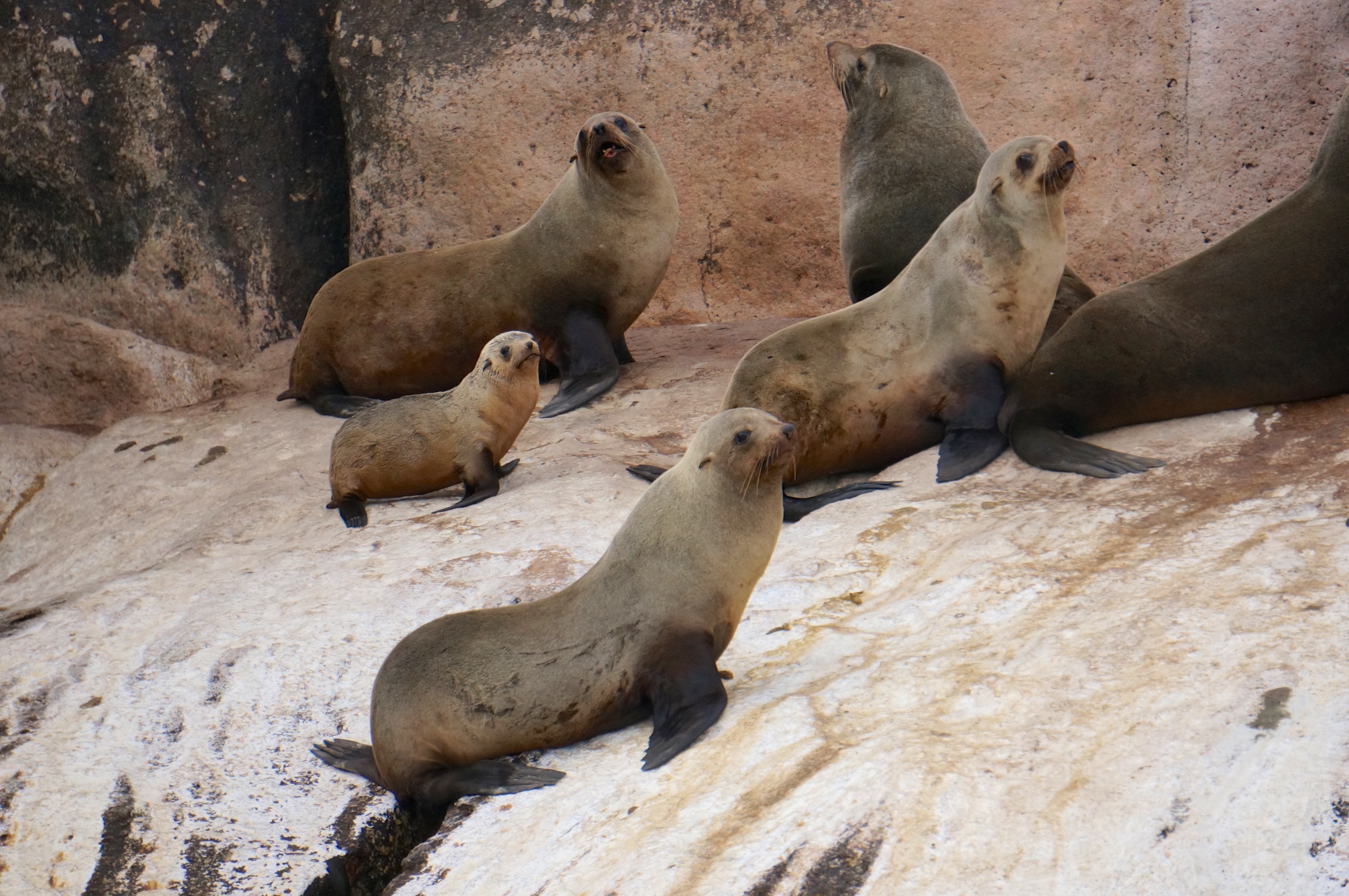 Saffire_Freycinet_Seals.jpg