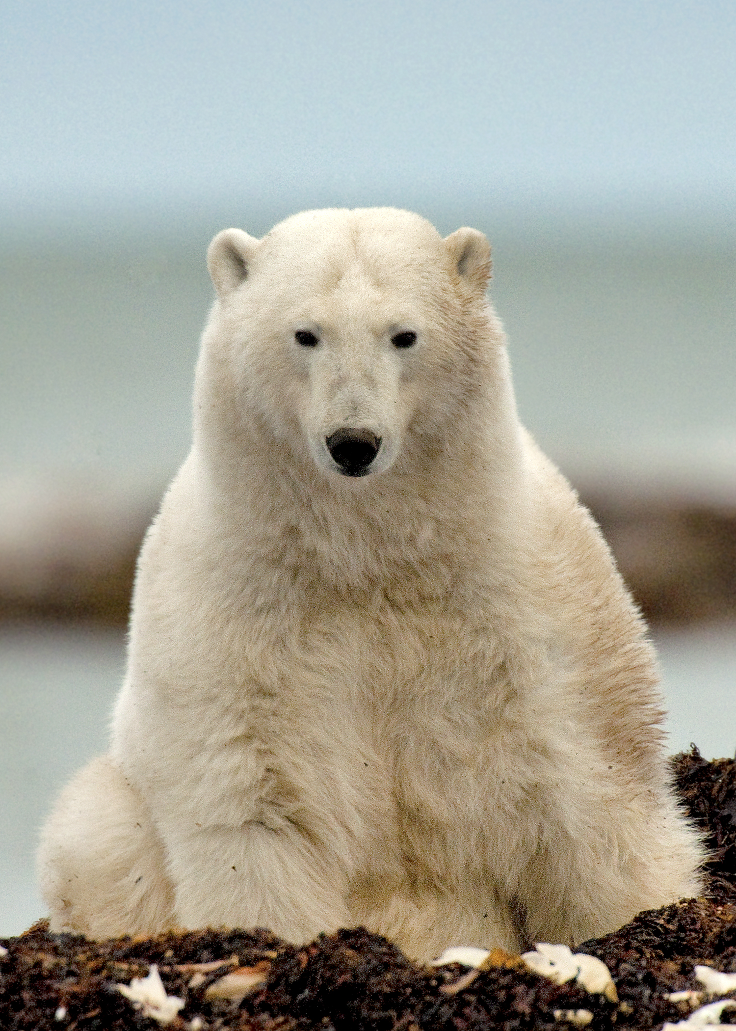 MICHELLE_VALBERG_Polar Bear_V3X2117.jpg