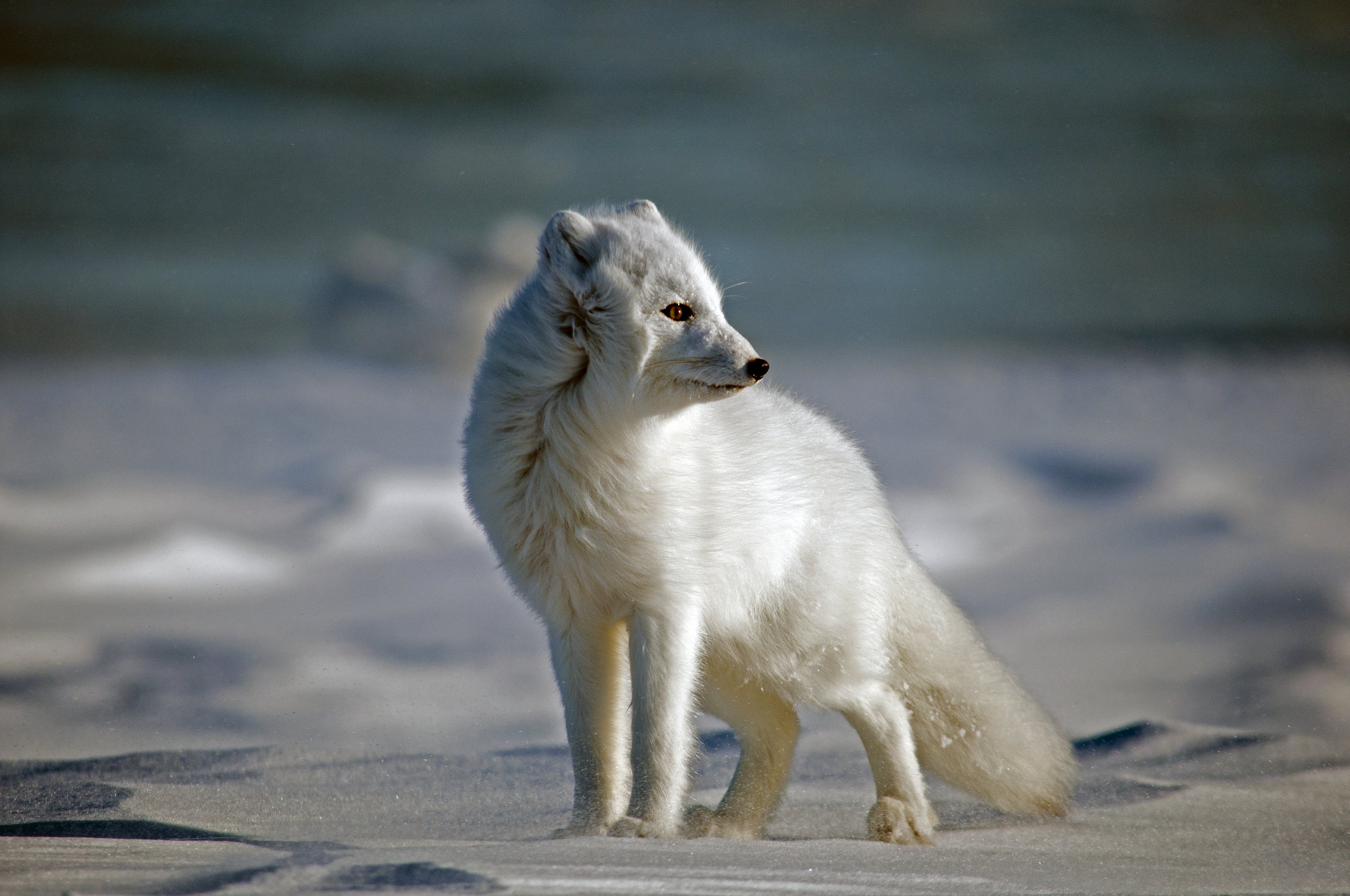 Arctic Fox_JASON_HILLIER_091112_3747.jpg