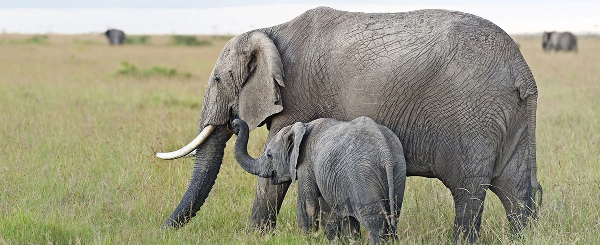 Africa-East-Africa-Kenya-Elephant.jpg
