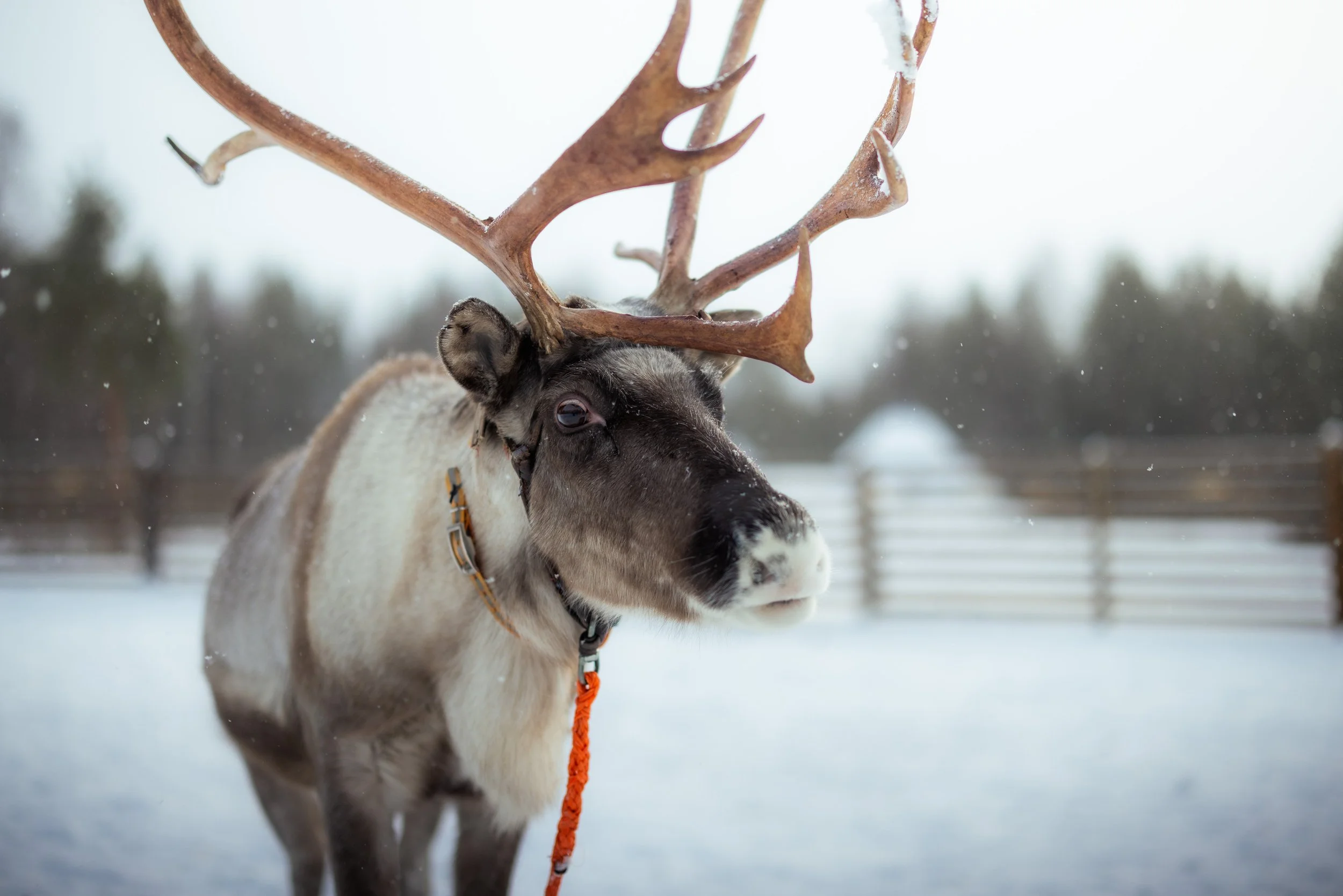Un reno con astas grandes en un paisaje invernal con nieve y un fondo de árboles y una cerca de madera.