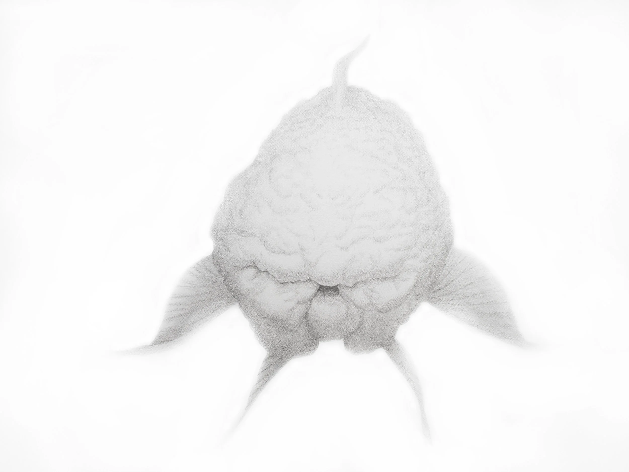 STRANGE FISH 1.jpg
