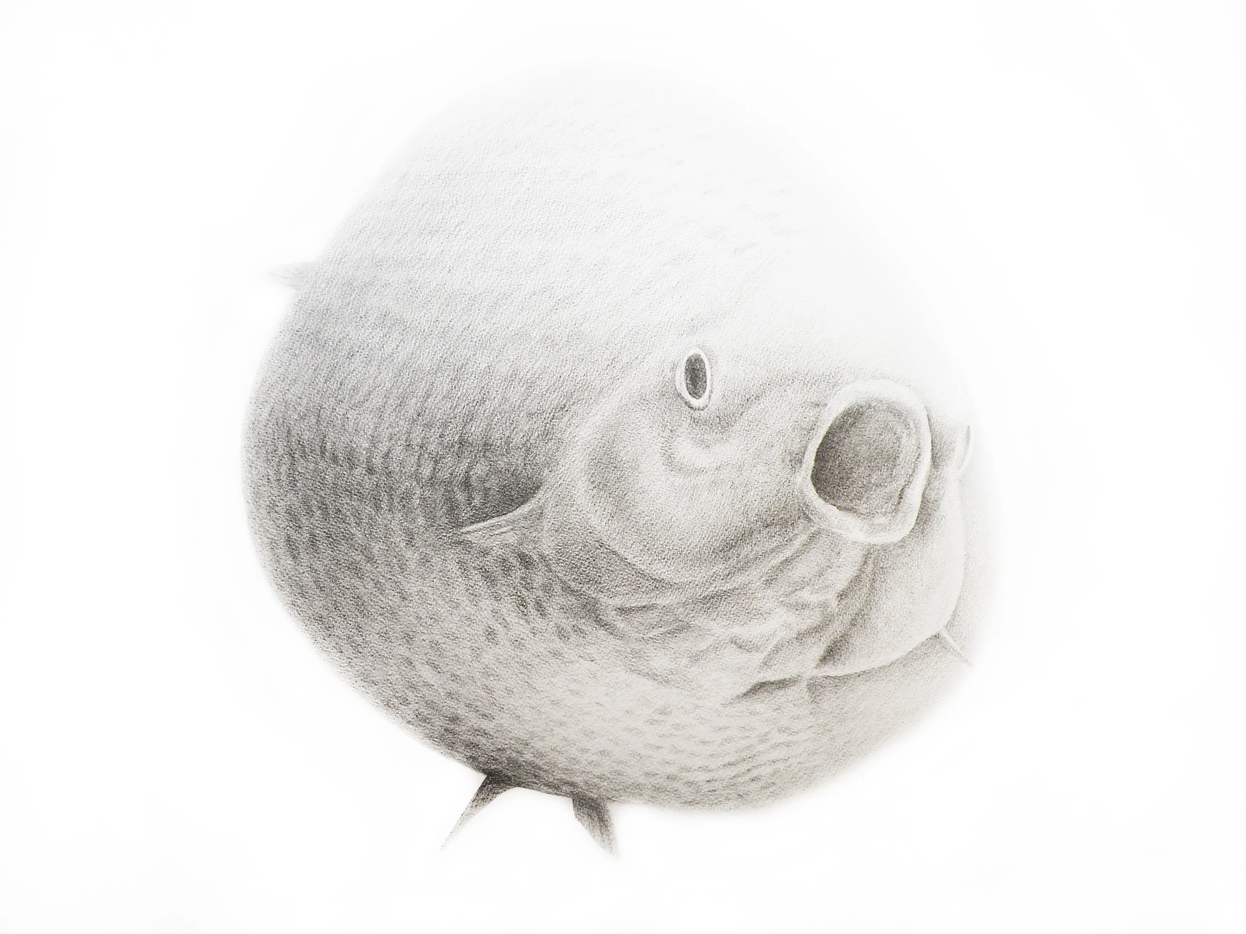 STRANGE FISH 2.jpg
