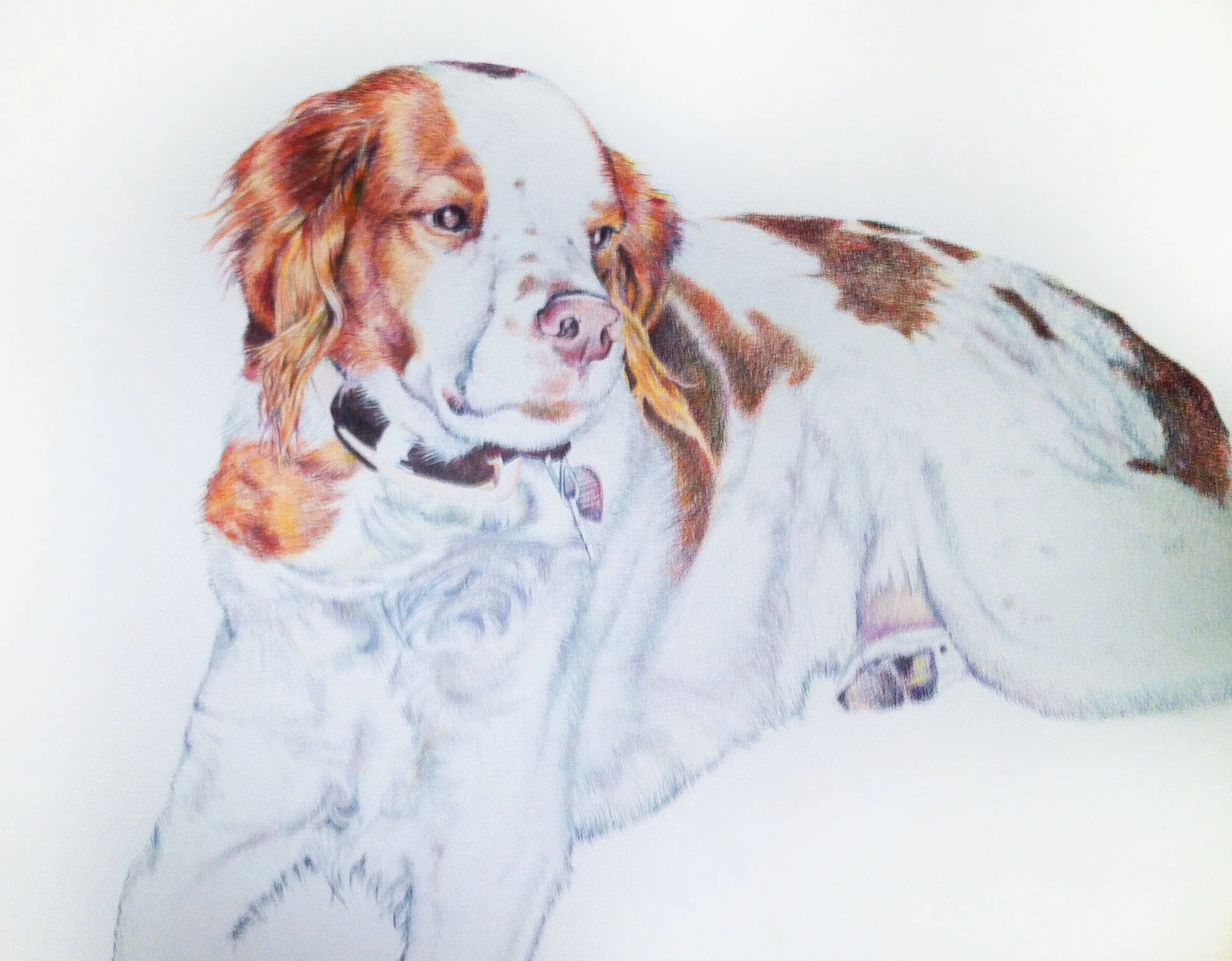 CELLA DOG PORTRAIT.jpg