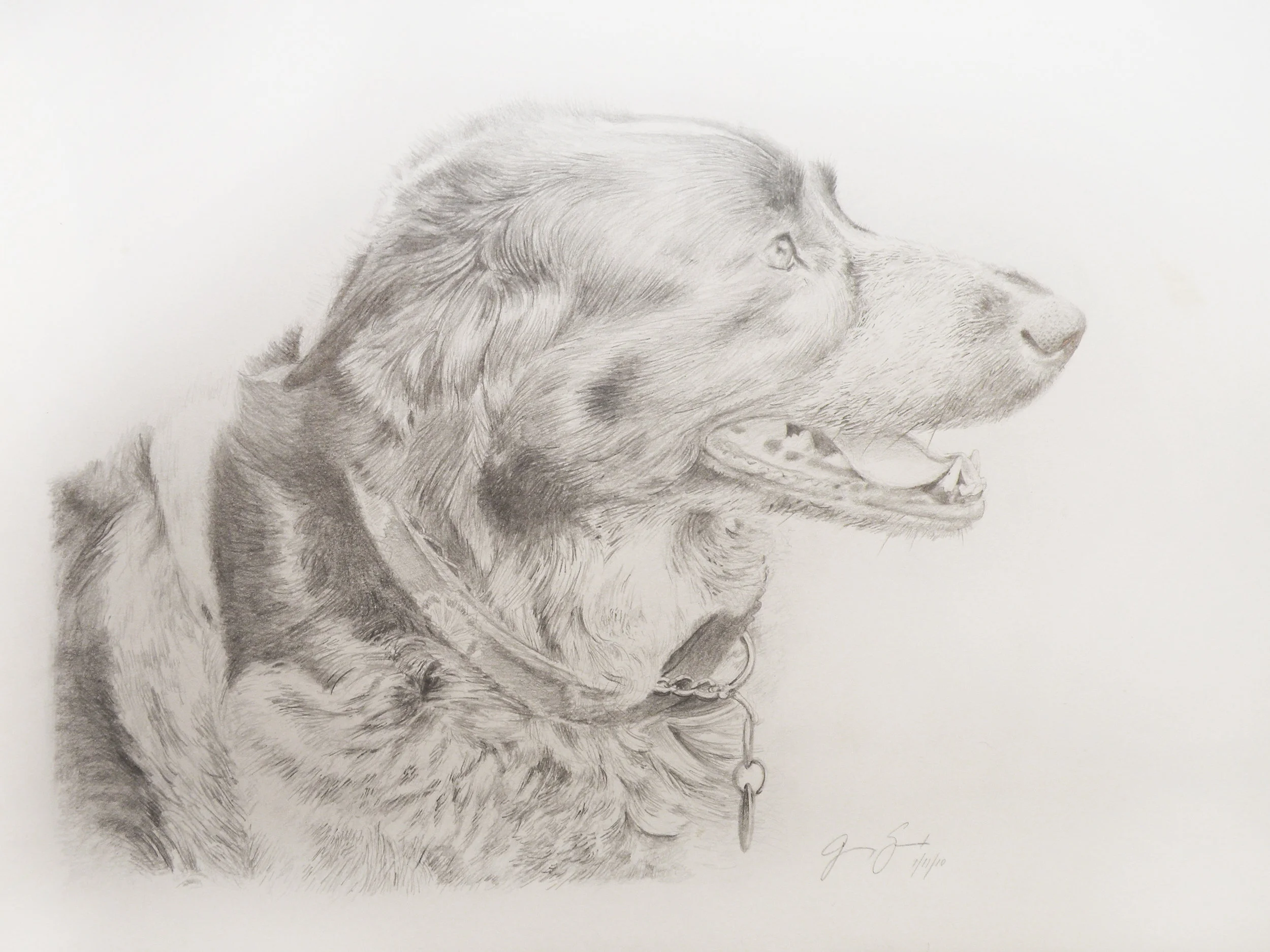 THOMPSON DOG PORTRAIT.jpg