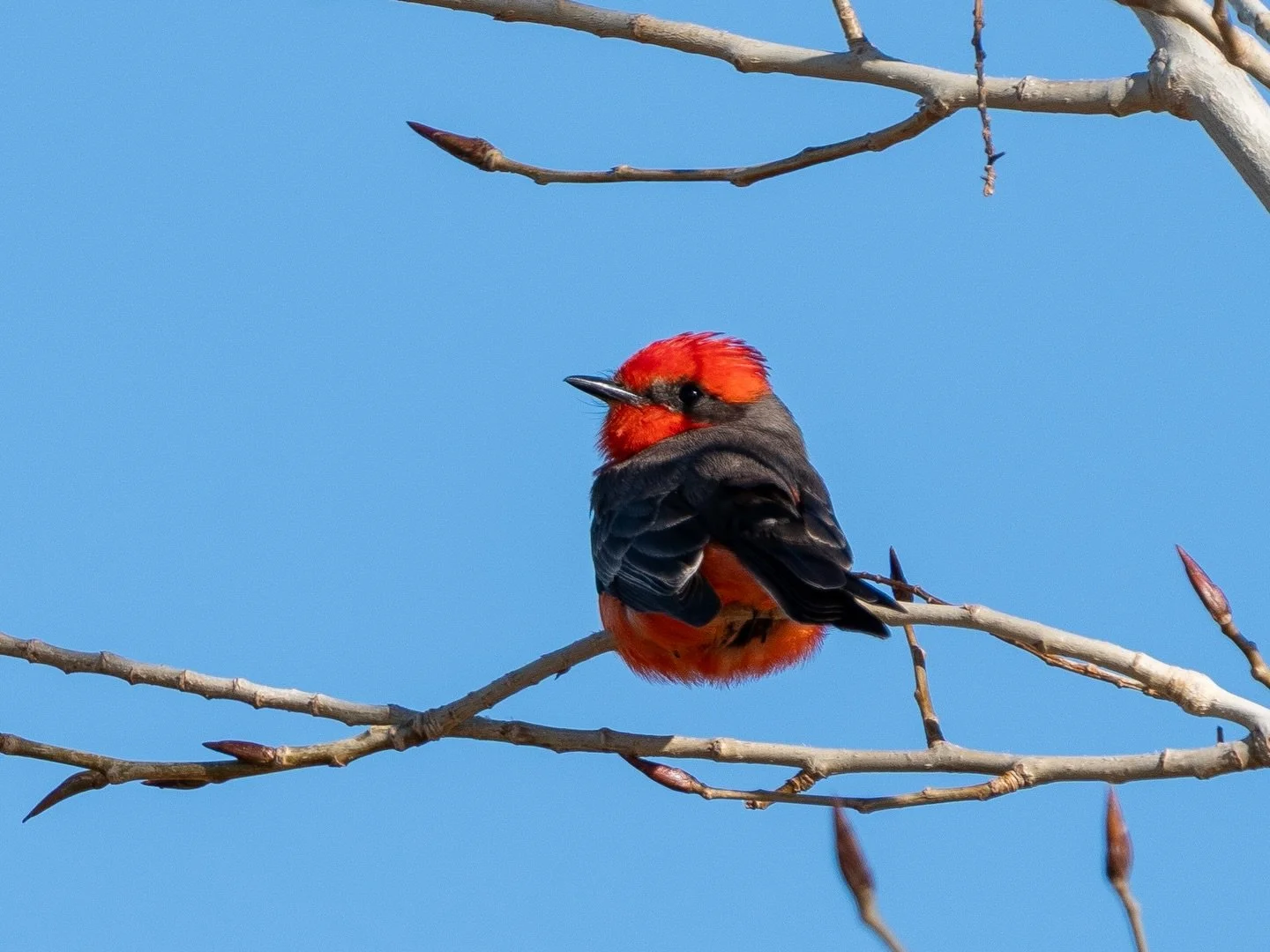This Vermilion Flycatcher was perched up high. His bright colors stood out in contrast to the bare trees. 
.
.
.
#vermilionflycatcher #birds #birdsofinstagram #birding