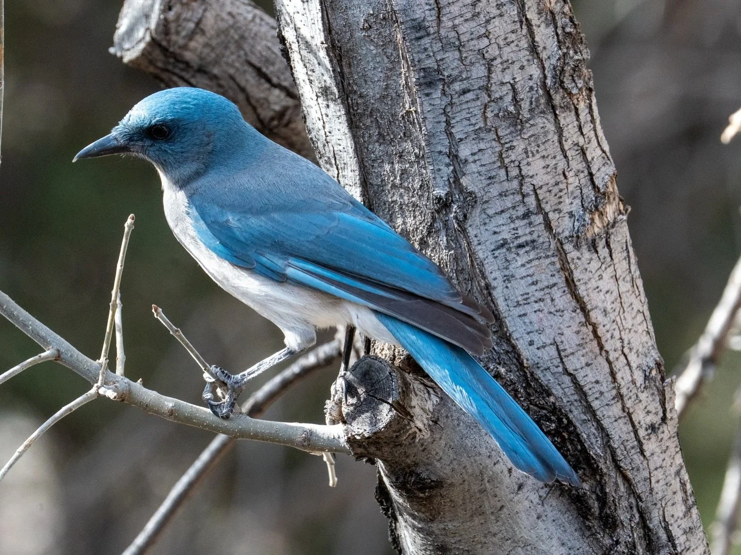 The Mexican Jays are one of my favorites! They are vocal and beautiful and they are very social birds. Southern Arizona has some beautiful species and visitors as well! 
.
.
.
#bird #birding #birdphotography #birdlover #birdsofinstagram