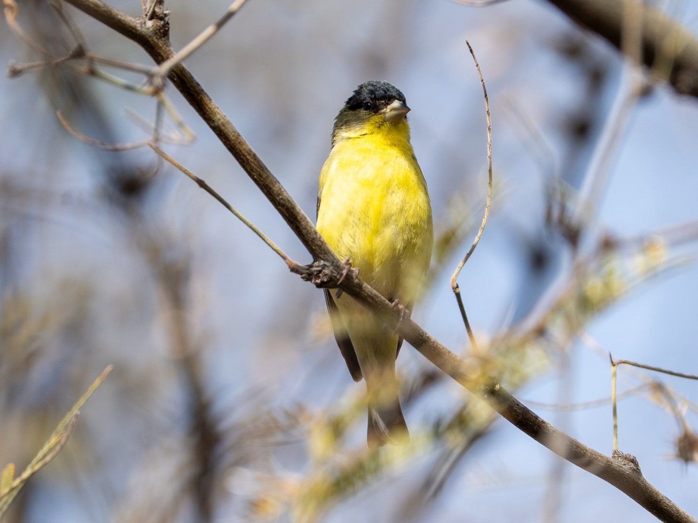 This Lesser Goldfinch just makes everything brighter! Seen along the Santa Cruz River corridor. The Santa Cruz River was deemed the 4th most endangered river recently. We will be having a river cleanup Feb 7th- come join if you can! 
.
.
.
#bird #bir