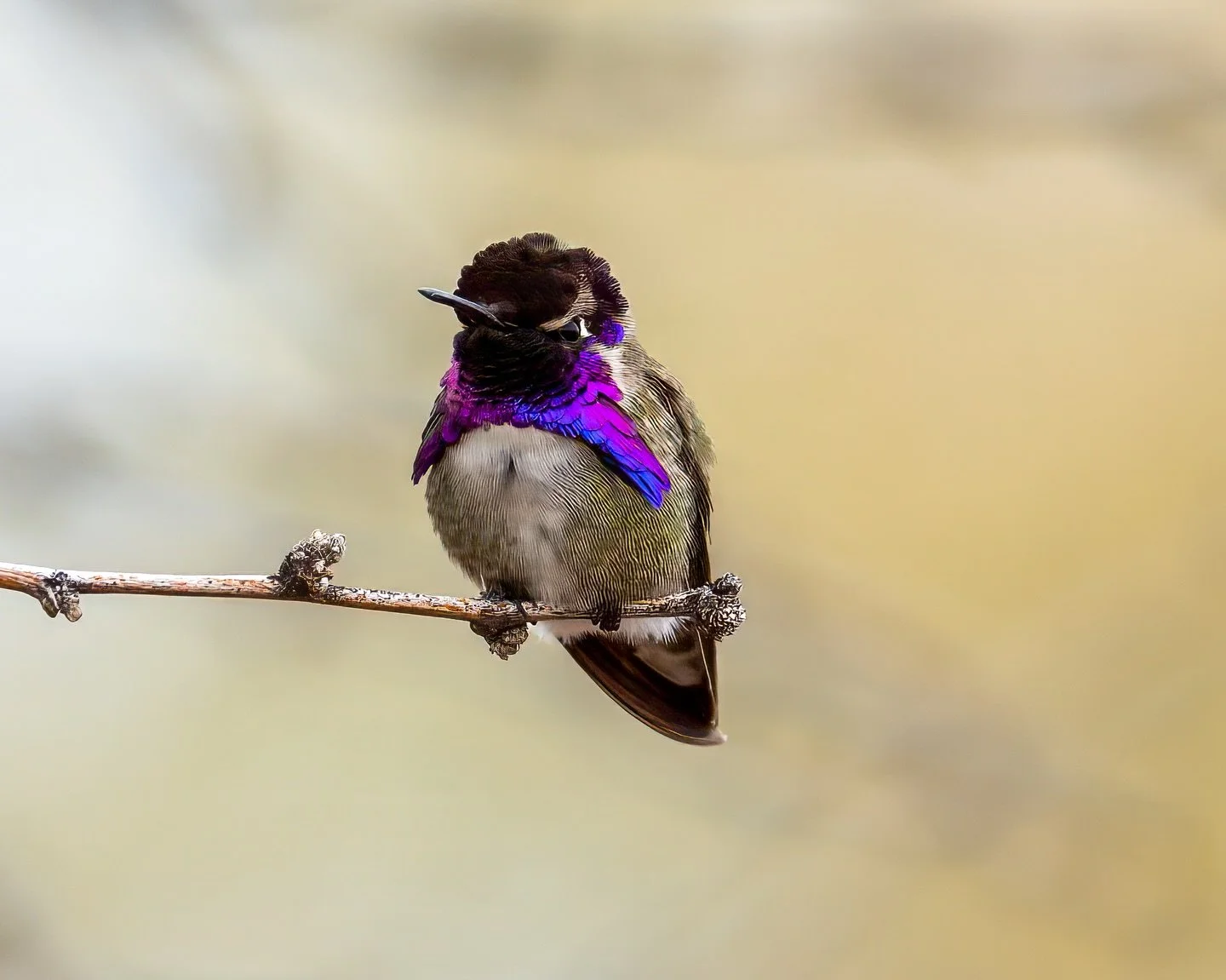 This beautiful Costa&rsquo;s male hummingbird displays his gorget, which is the band of throat feathers that shine brilliantly in the light. They are iridescent and change colors as you can see in the images. He perched on a branch and allowed me to 
