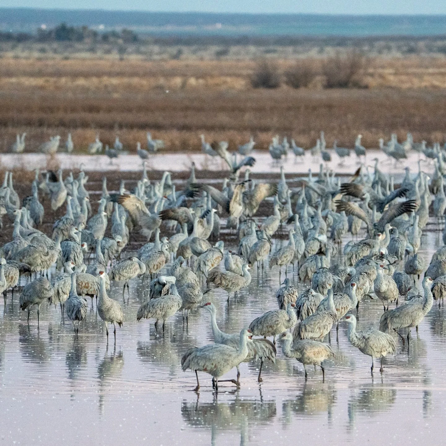 On a chilly January morning we drove in the dark of the early morning hours. When we arrived we witnessed hundreds of cranes take flight at the break of day. The sound. The deafening sound of cranes. The sound of music. I&rsquo;ll never forget the be