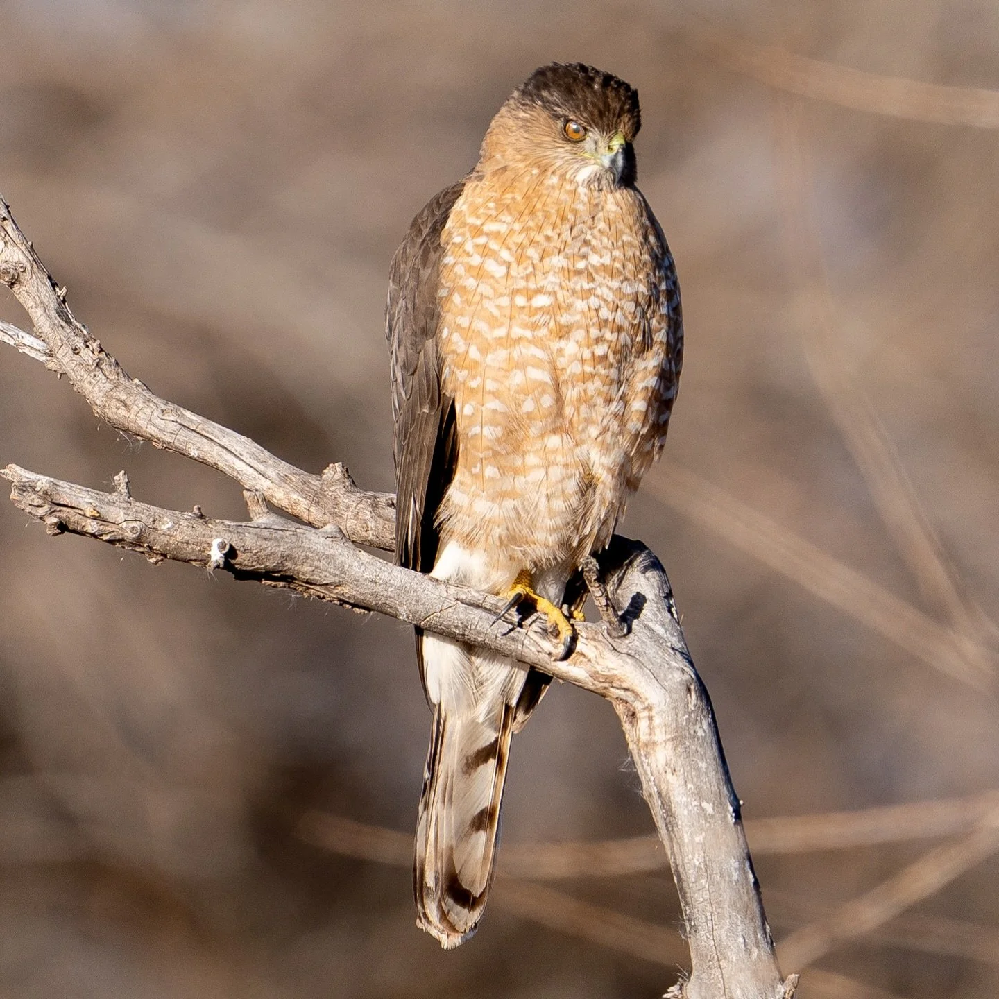 This beautiful Cooper&rsquo;s Hawk perched for quite awhile as we admired him and his presence! .
.
#coopershawk #wildlife #birdsofinstagram #raptors #hawks