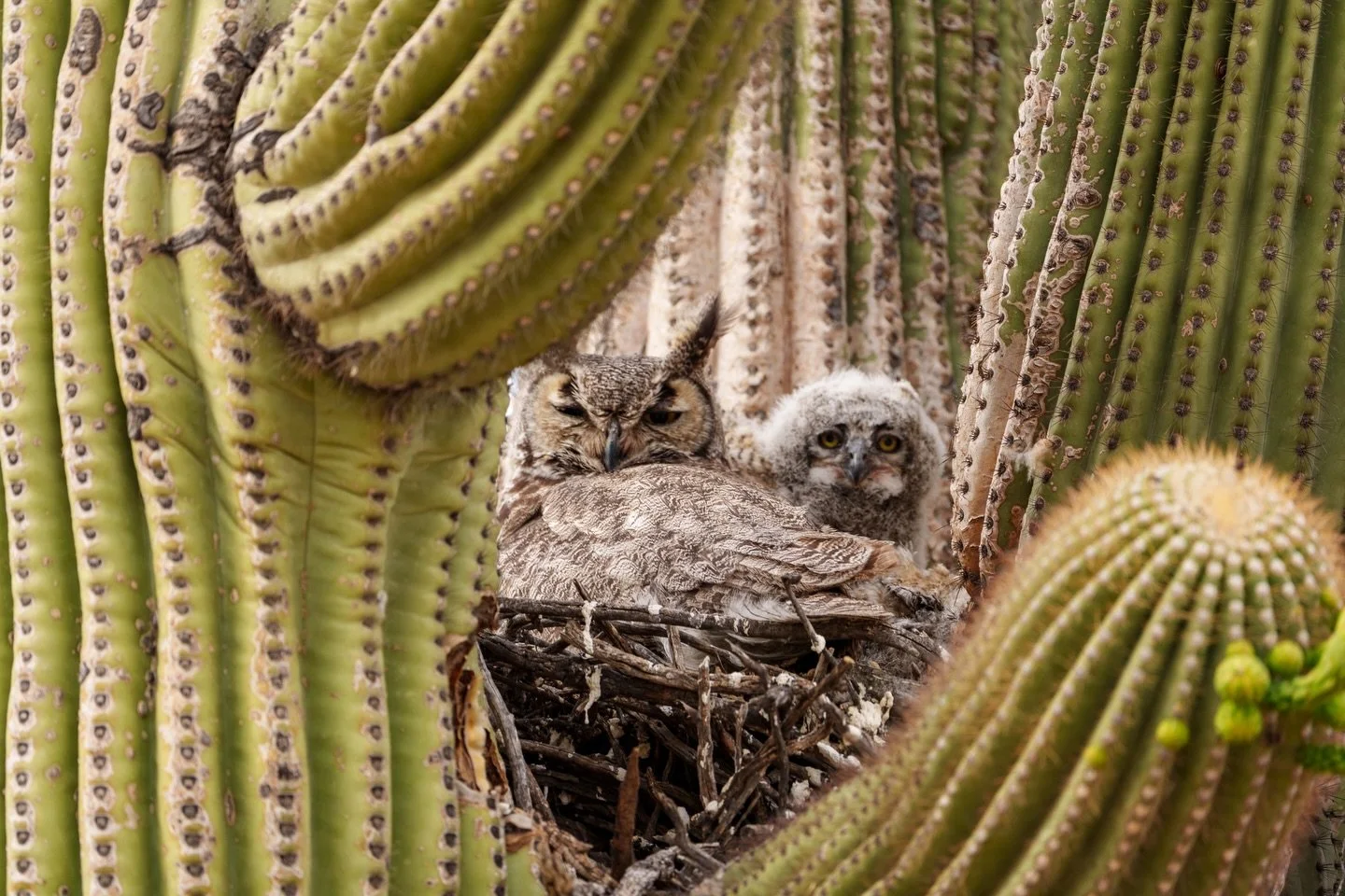 The Sonoran Desert abounds with life year round. But spring is special when wildlife accentuates the desert. The area near this desert Mamma has been cleaned up and feels more like home. Preserving and protecting our wild spaces is important. 
#owl #