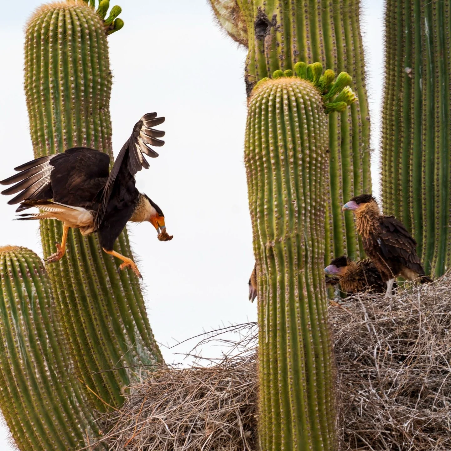 The crested caracaras are an incredible species to observe. Powerful and resourceful raptors. Gliding high and gliding low close to the ground. During this sighting the male swooped in unexpectedly also bringing food for their babies. They really are