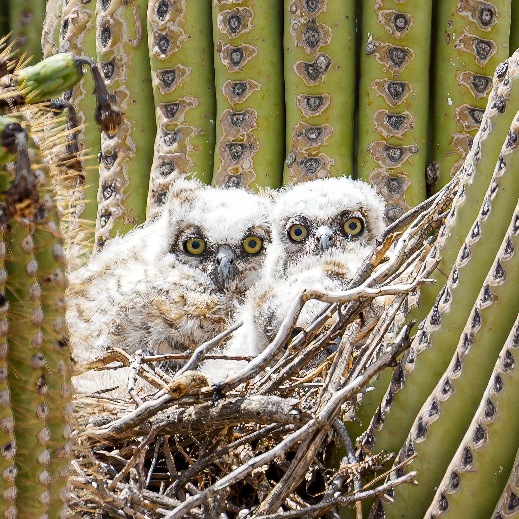 The Sonoran Desert is an incredible habitat for so many species of wildlife. It&rsquo;s beautiful to see nature and spring brings many gifts to the world. These owlets don&rsquo;t look too old. Saw Mamma in the distance. It is a priority to preserve 