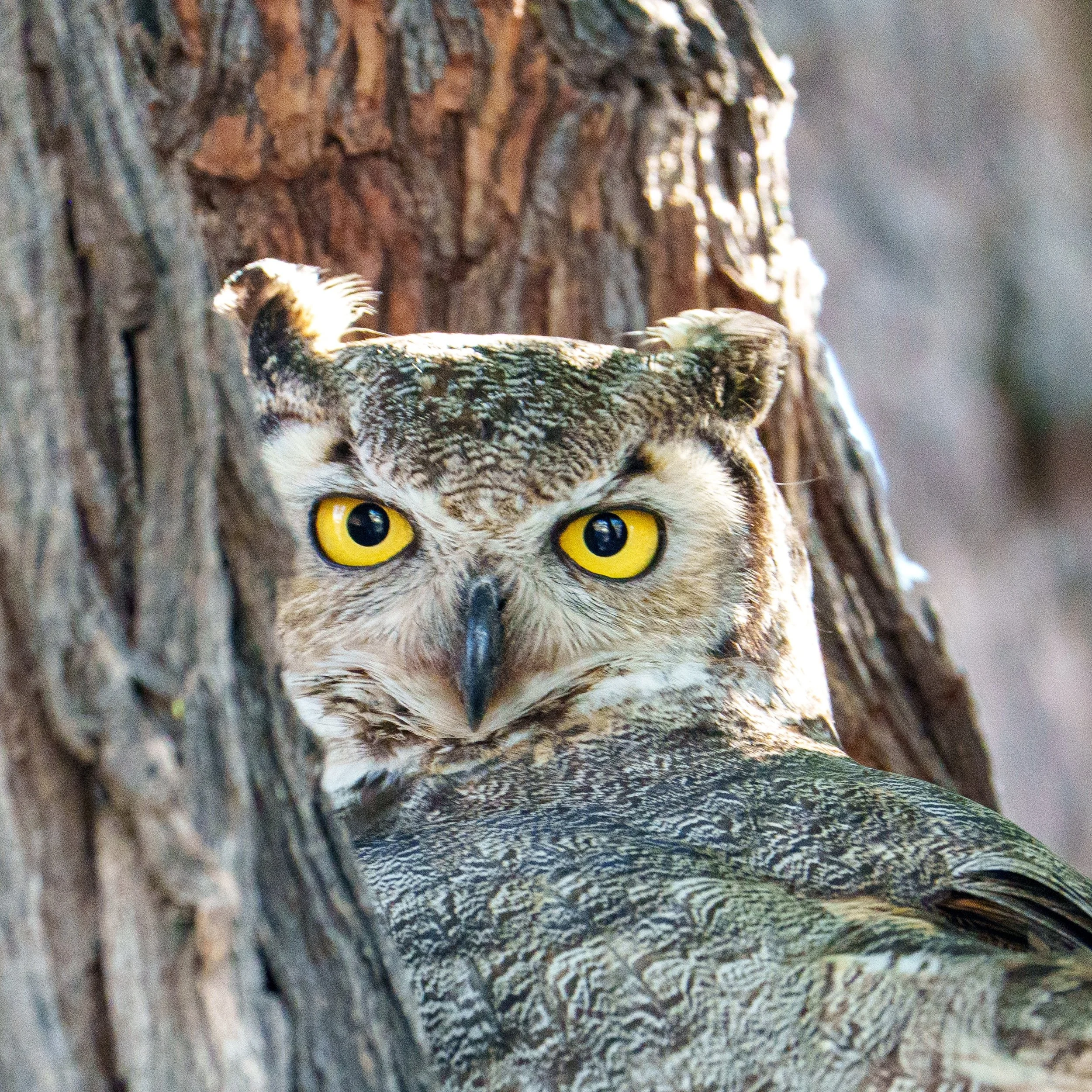 The Great Horned Owls have some of the most intense eyes and are adapted for predatory hunting. They are the largest owl in the Sonoran Desert. They usually take over a nest previously made by other species. Magnificent creatures! 
#owl #wildlife #gr