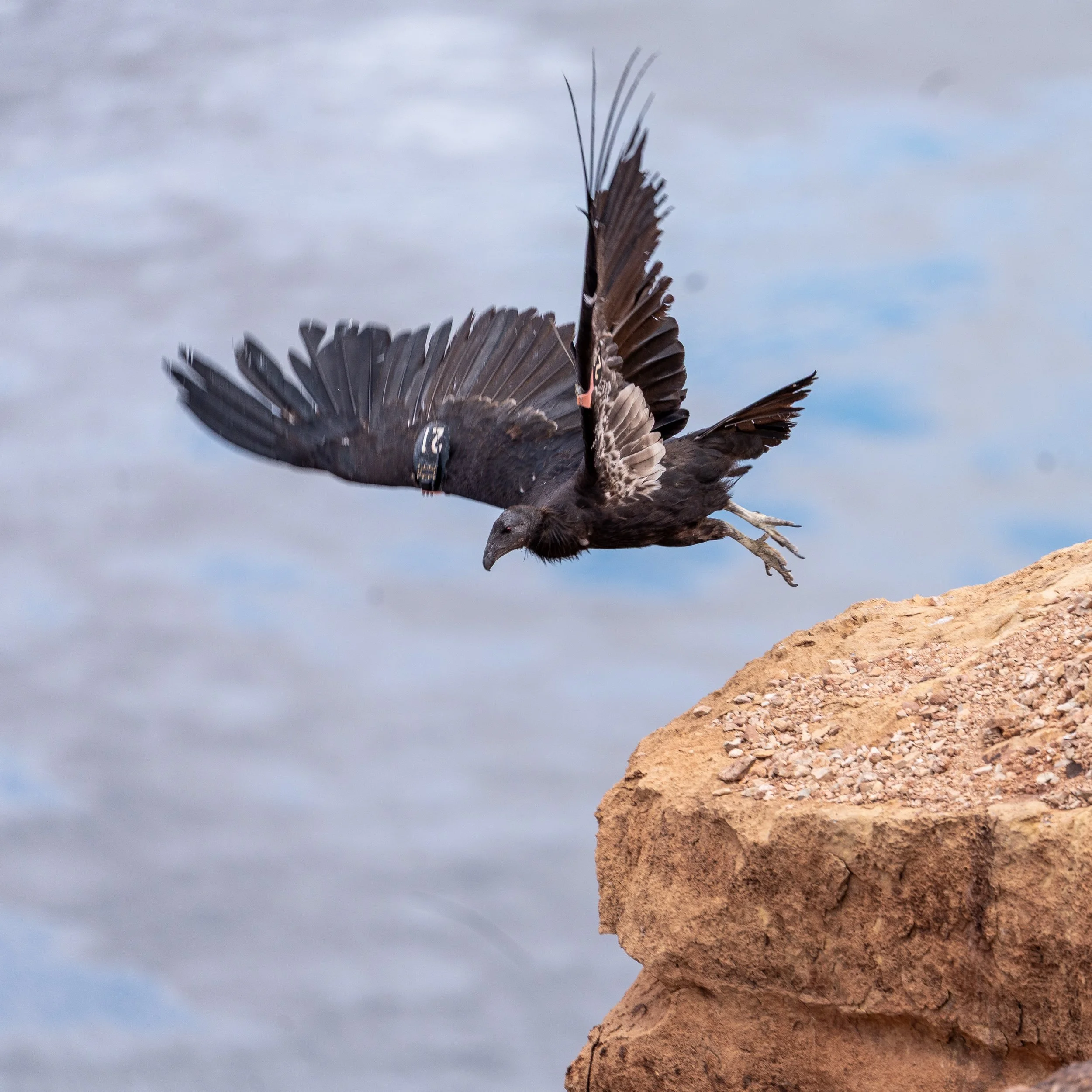 Grand Staircase, the Colorado River, and the California Condors. Each holds significance and each is at risk. The Grand Staircase is under attack as Representative Maloy and Senator Lee of Utah introduced a joint resolution to overturn the management
