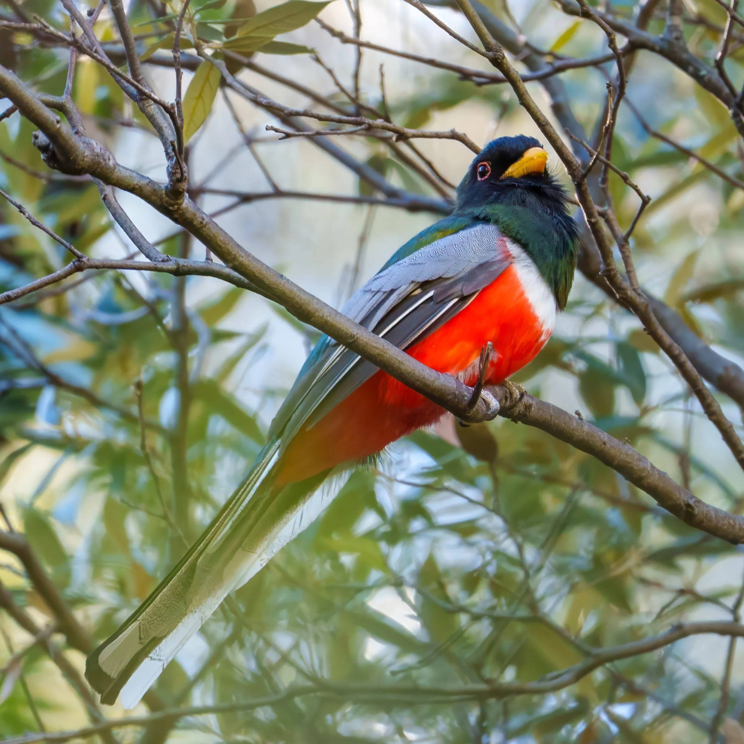 The Coppery-tailed Trogon, formerly known as the Elegant Trogan. This beautiful species hails from Mexico and Central America. They are secondary cavity nesters, meaning they rely on woodpeckers and Northern Flickers generally, to make a nest which t