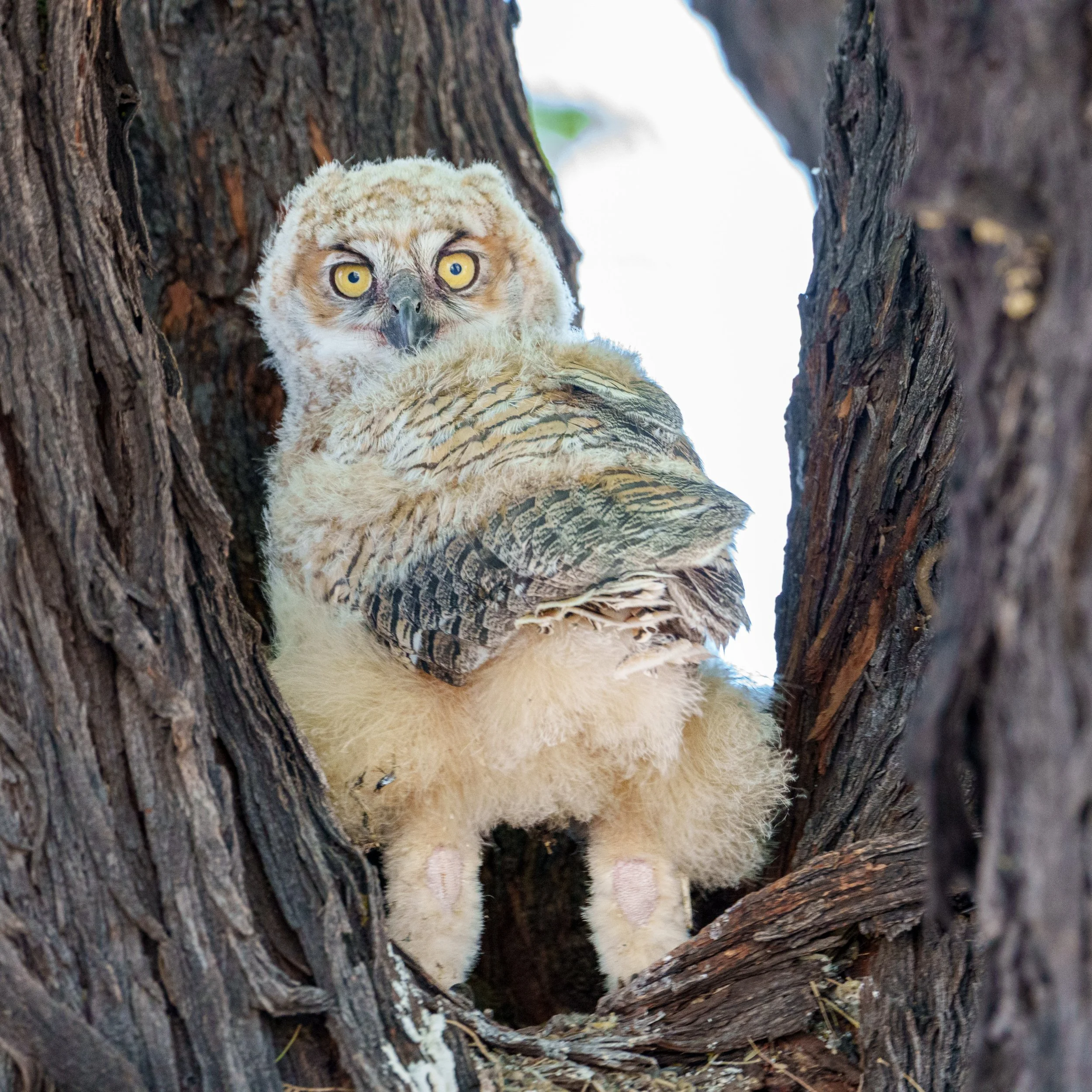 Stopped to see this little one&rsquo;s progression! The next visit after this he had branched and both parents were in the tree with him! It&rsquo;s been a blessing to be able to observe them! Grateful.
#owls #wildlife #birding #wildlifephotography #