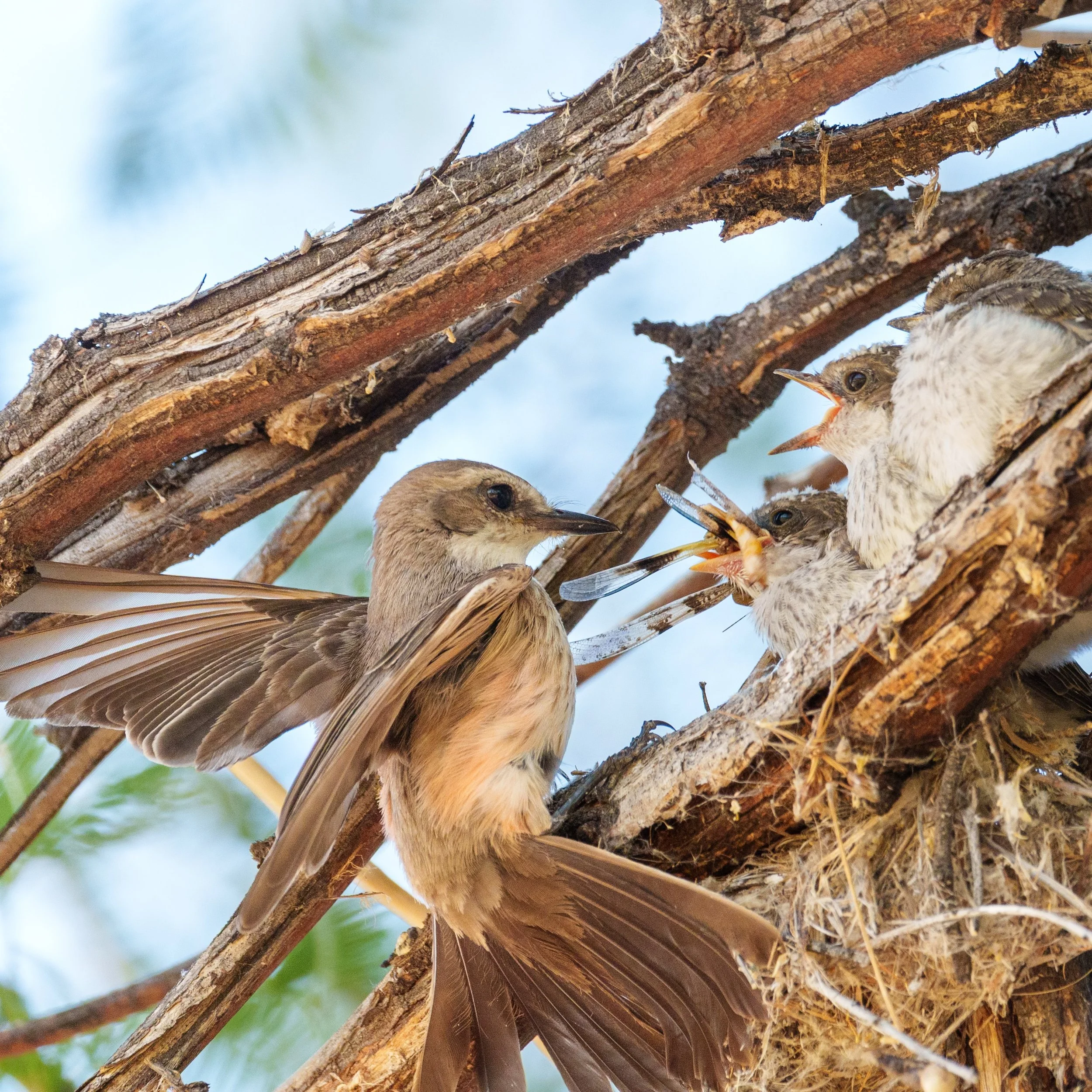 We watched a pair of Vermilion Flycatchers feed their three chicks. They flew in ever so quickly to feed their chicks. That Mamma brought a dragonfly for the feast. Thank you @kelleywolfephotography for this moment. Turns out the chicks fledged just 