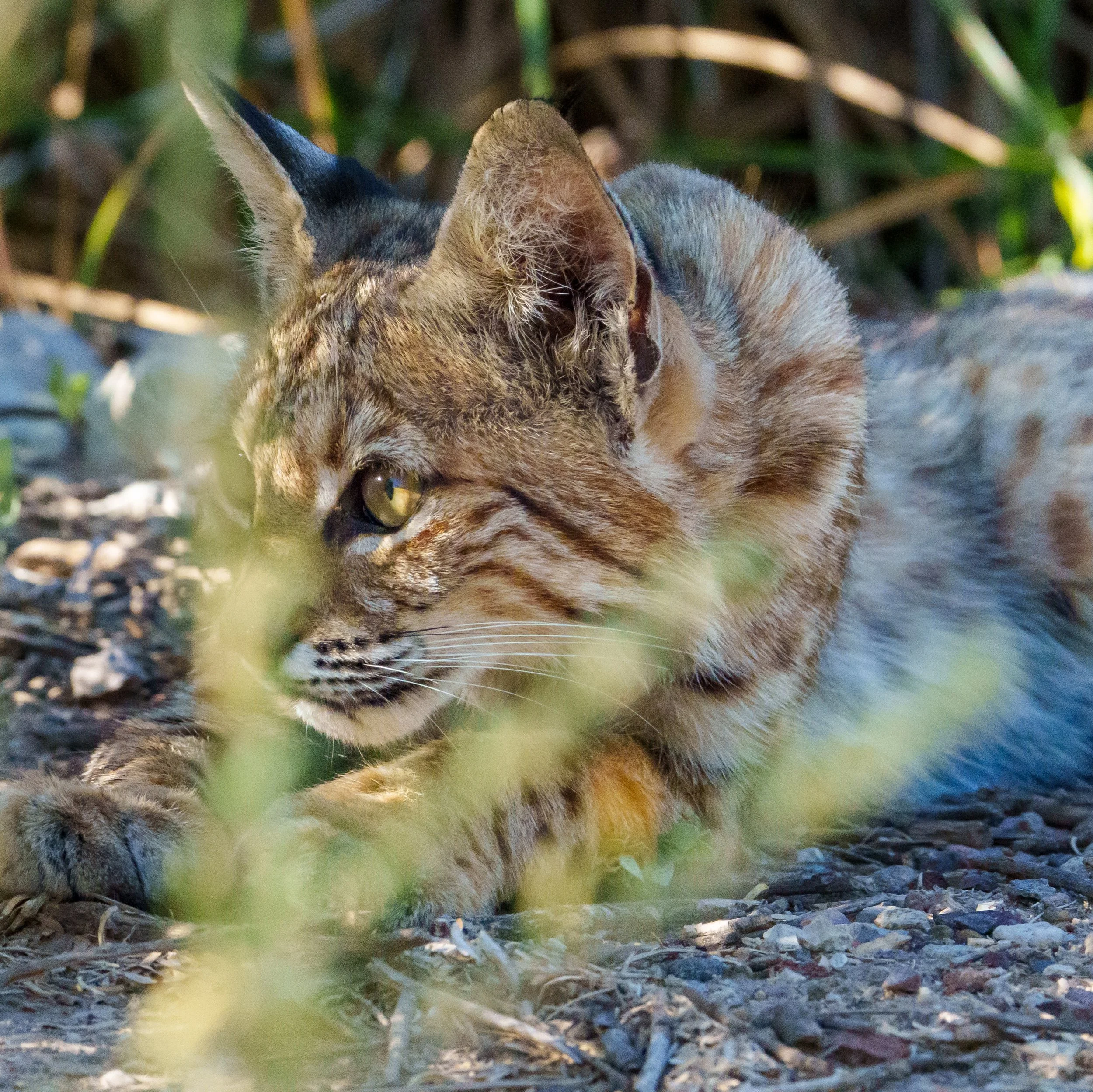 It was a special encounter with this gal. I love how the light catches her eye. Habitats for wild animals and conservation of wild spaces is so important. 
#bobcat #wildlife #wildlifephotography #habitat #nature
