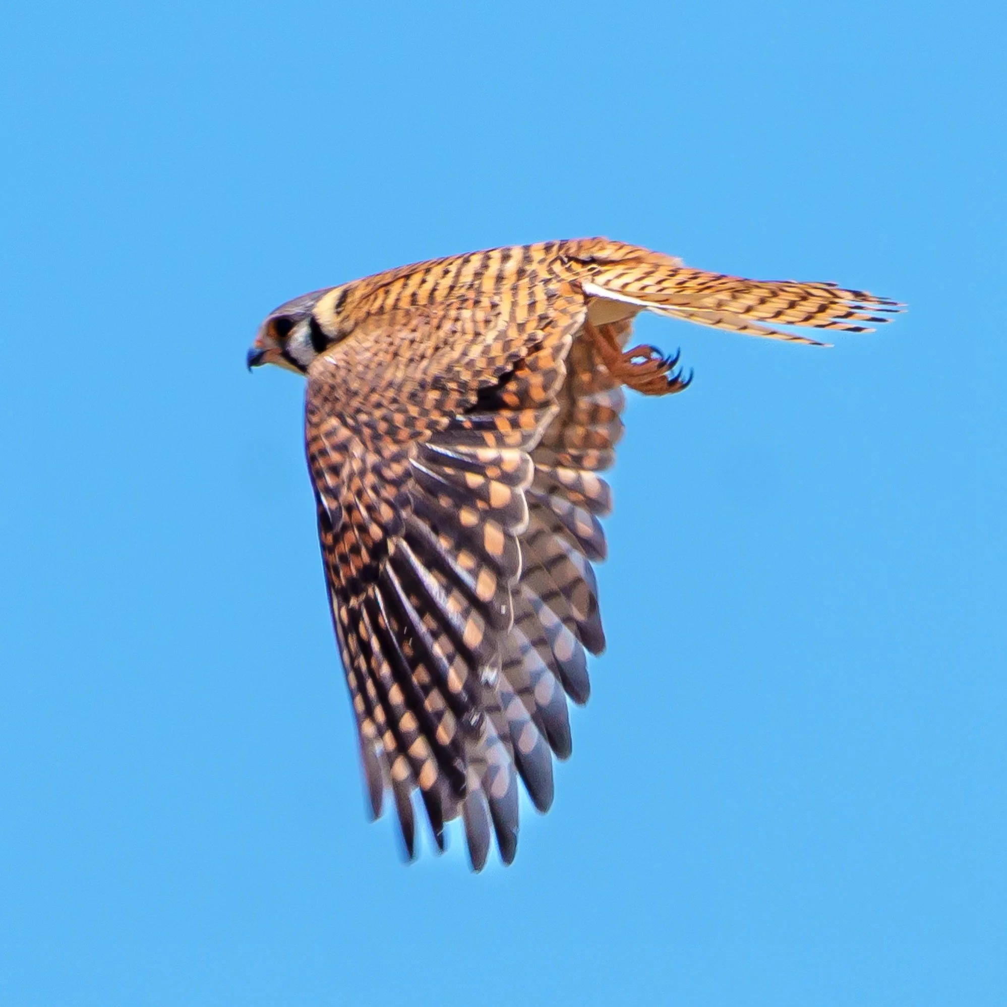 The American Kestrel is the smallest falcon and is as mighty as they come. The kestrel numbers have experienced noticeable decline during migration season most likely due to habitat loss, pesticide use, and food. As a result, Hawkwatch International 