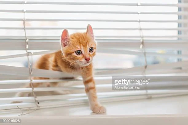 Curiosity and the Cat….