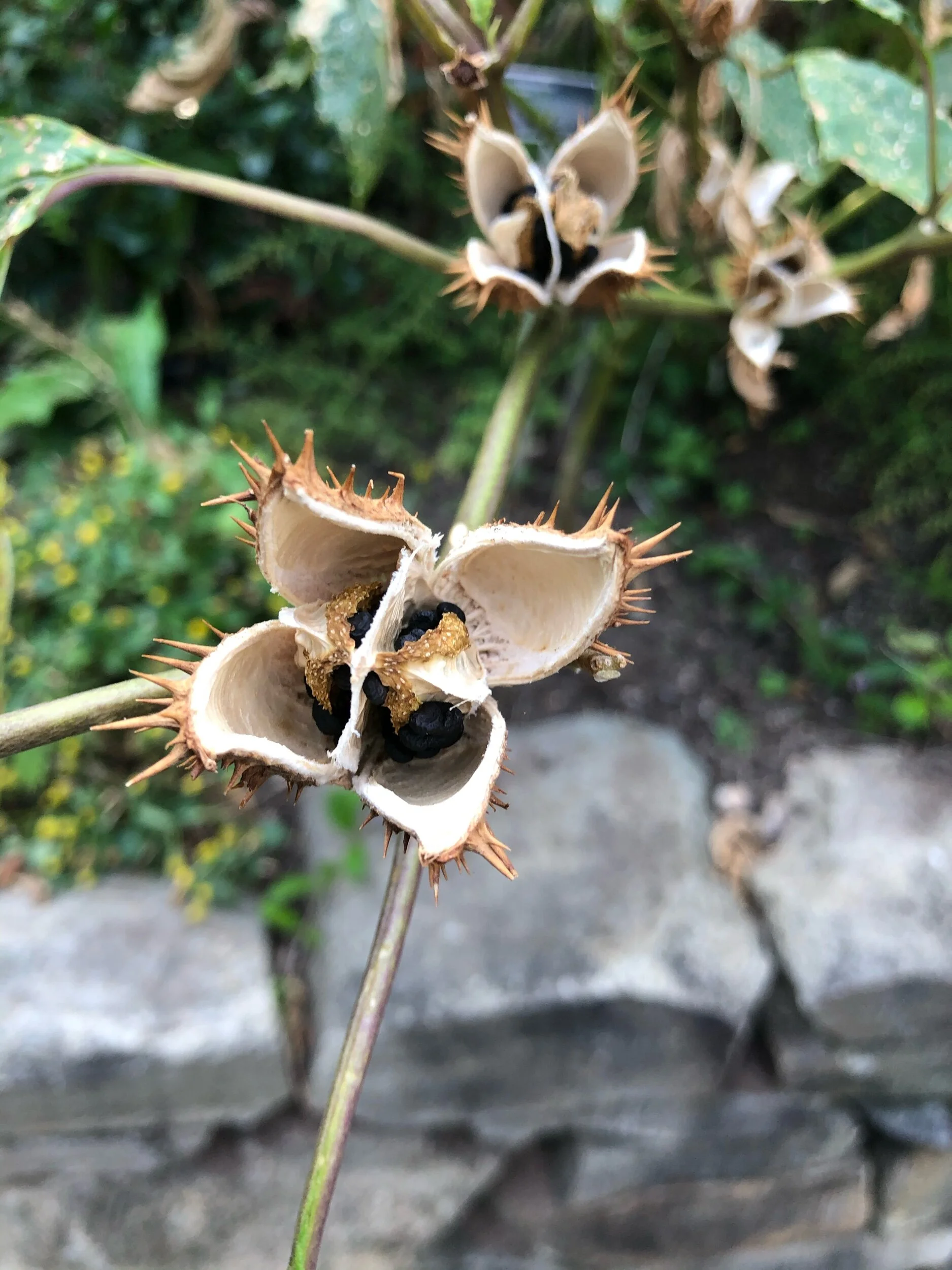 National Arboretum 2019