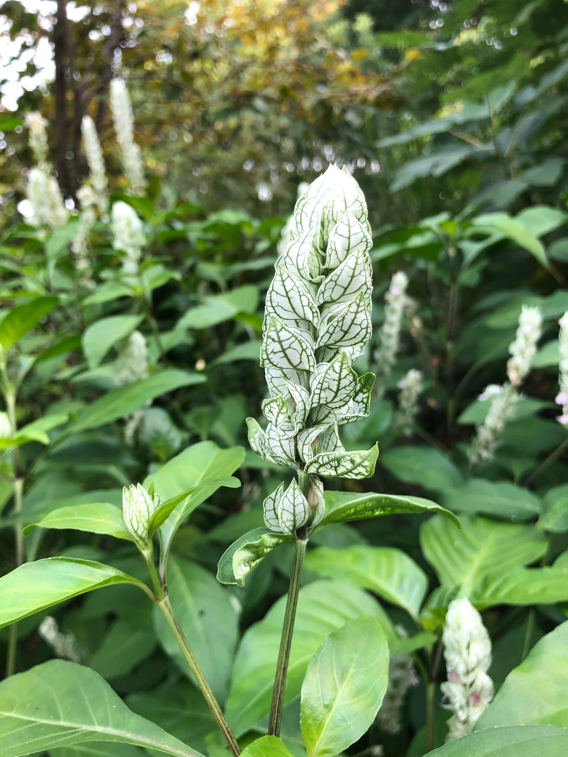 National Arboretum 2019