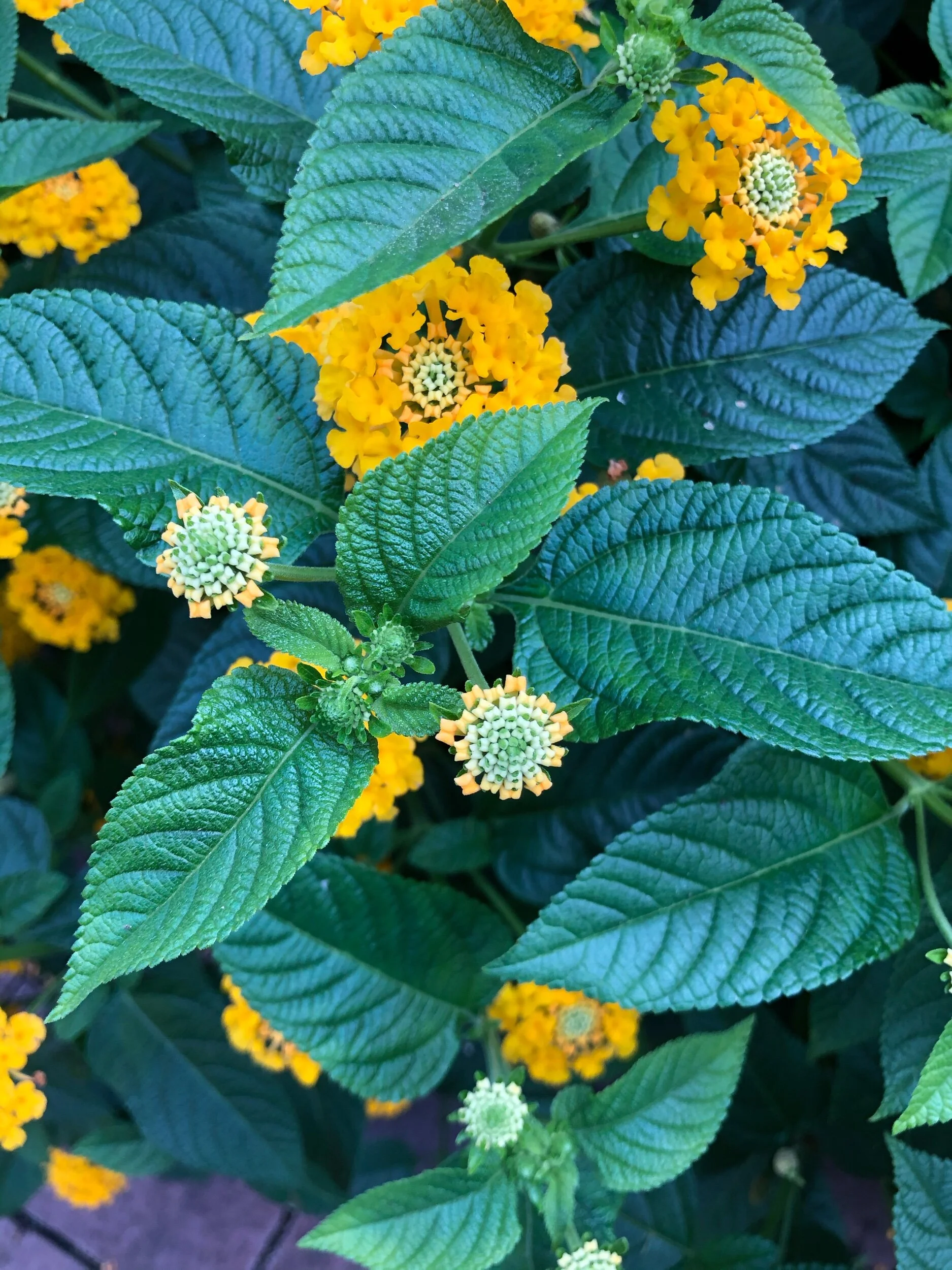 National Arboretum 2019