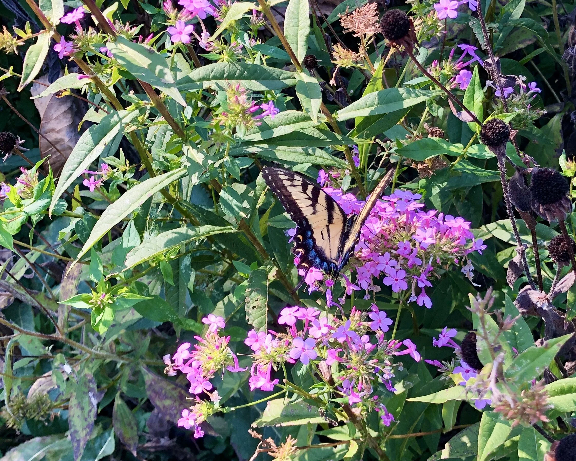 National Arboretum 2019