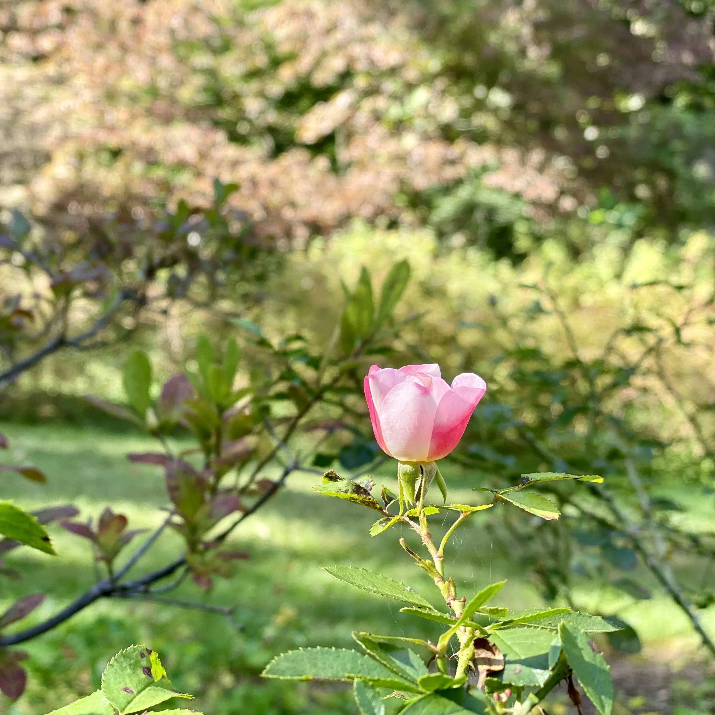 National Arboretum 2020