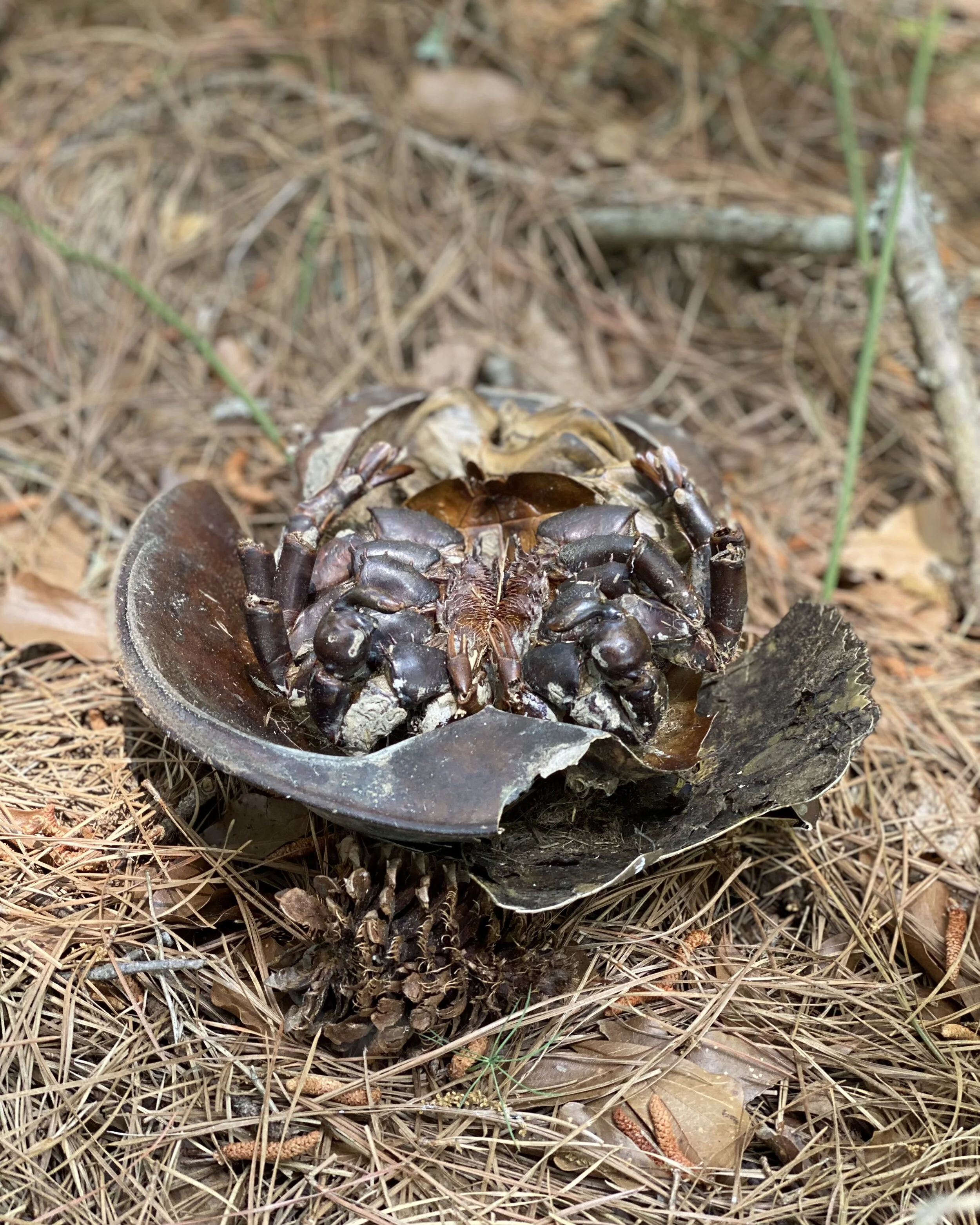 Dead Horseshoe Crab