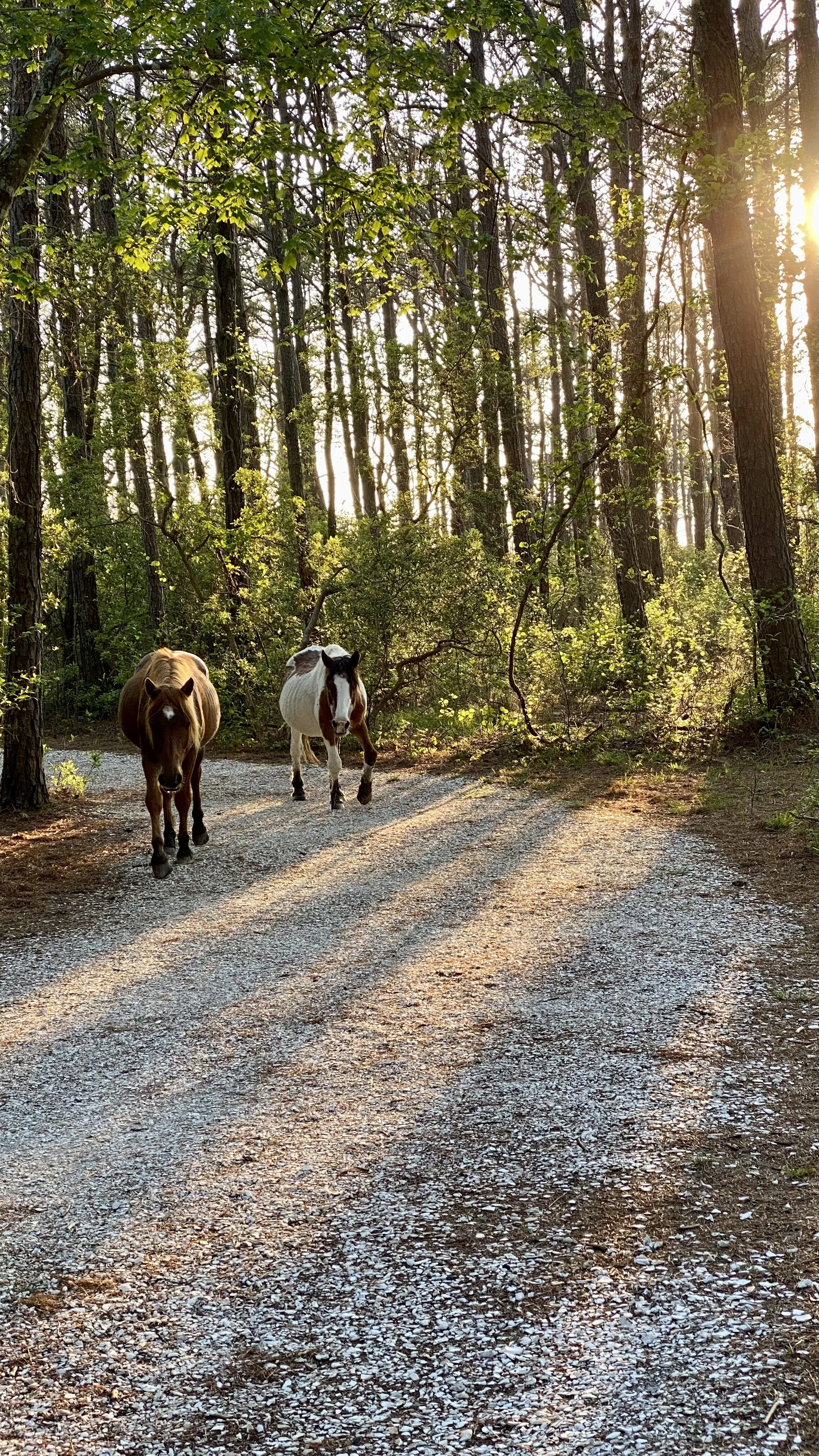 Trail Ponies