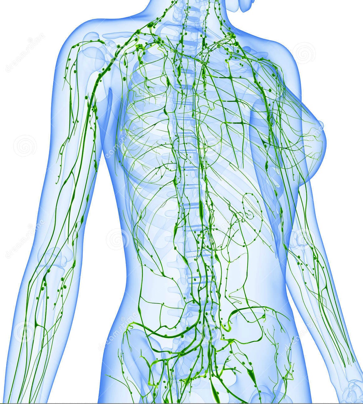 female-lymphatic-system-artwork-D65RT6.jpg