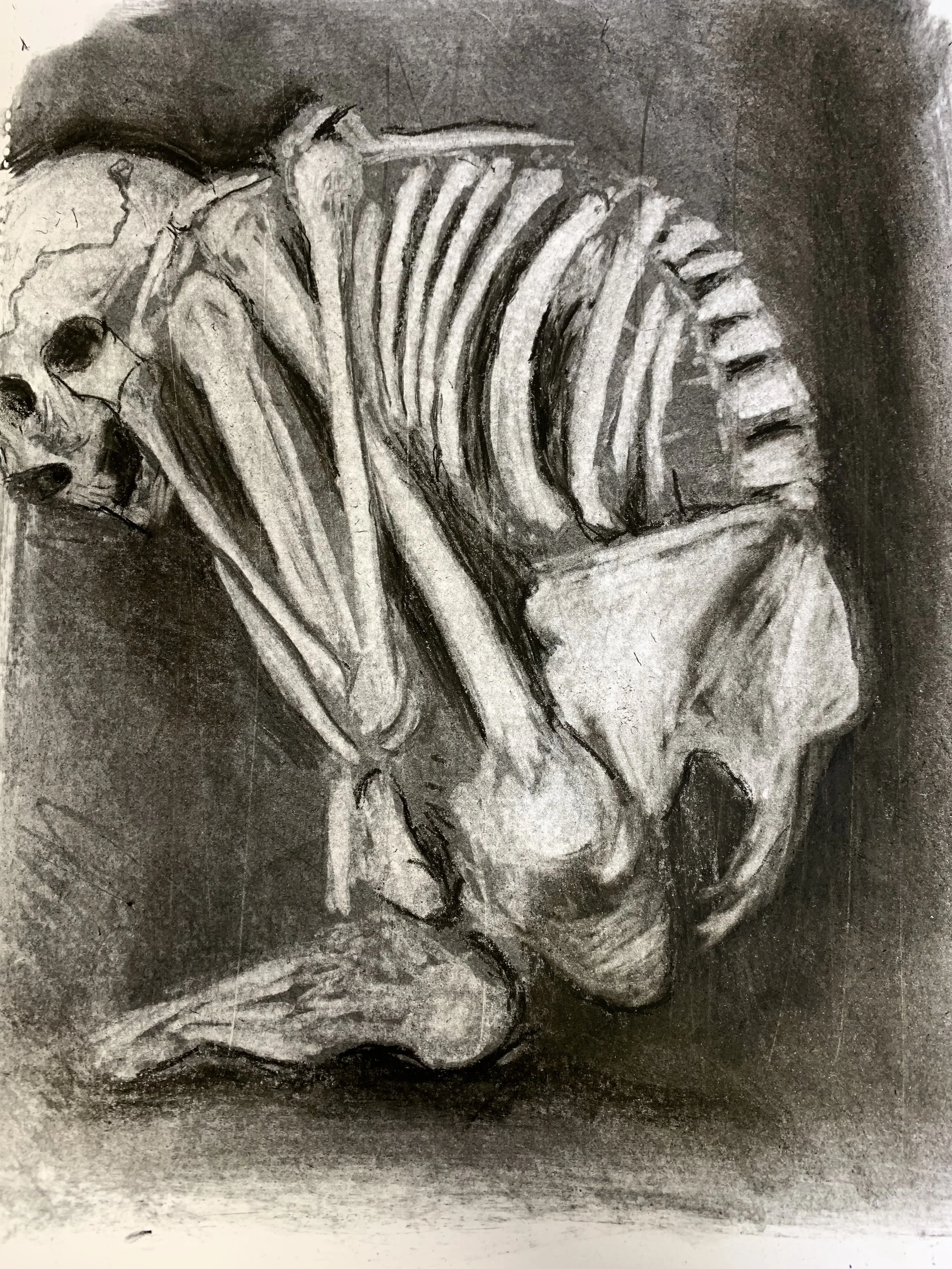 Charcoal skeleton.JPG