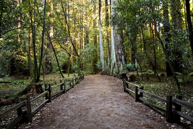 Forest Path.jpeg