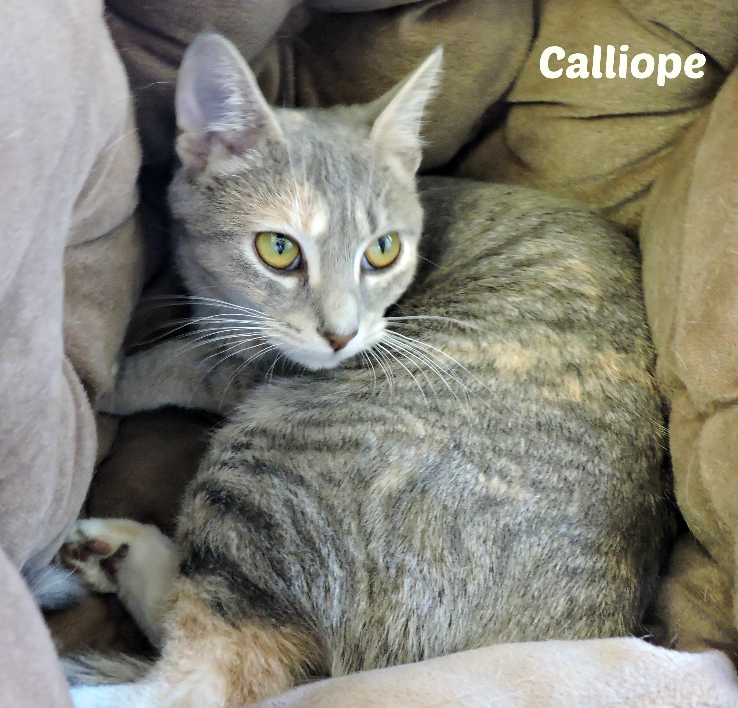 Calliope.jpeg