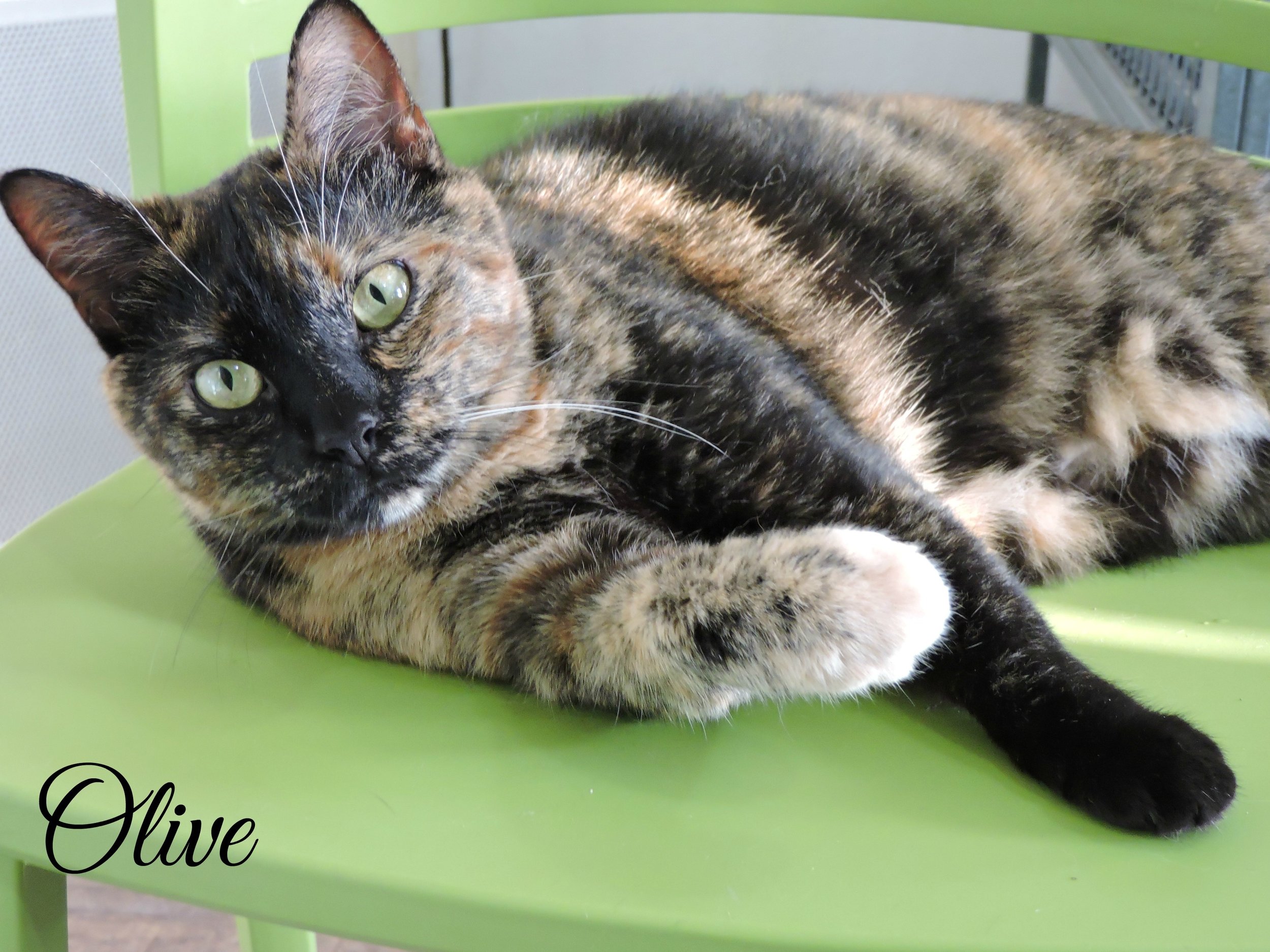 Olive.jpeg