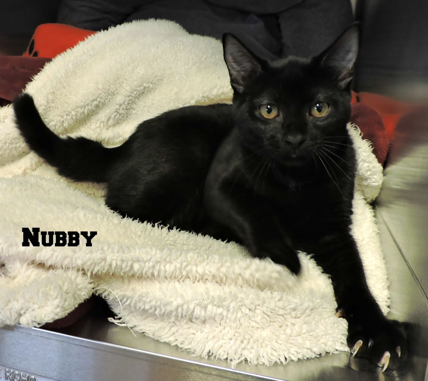Nubby m.jpeg