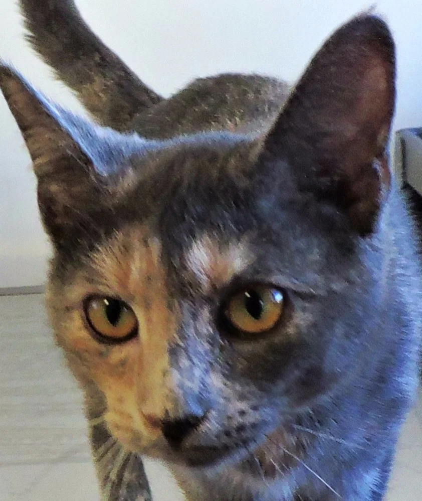 Molly+copy.jpg