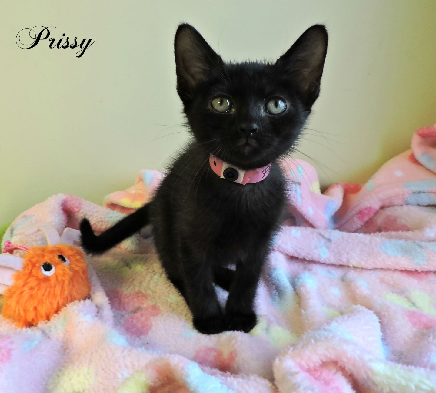 Prissy.jpeg