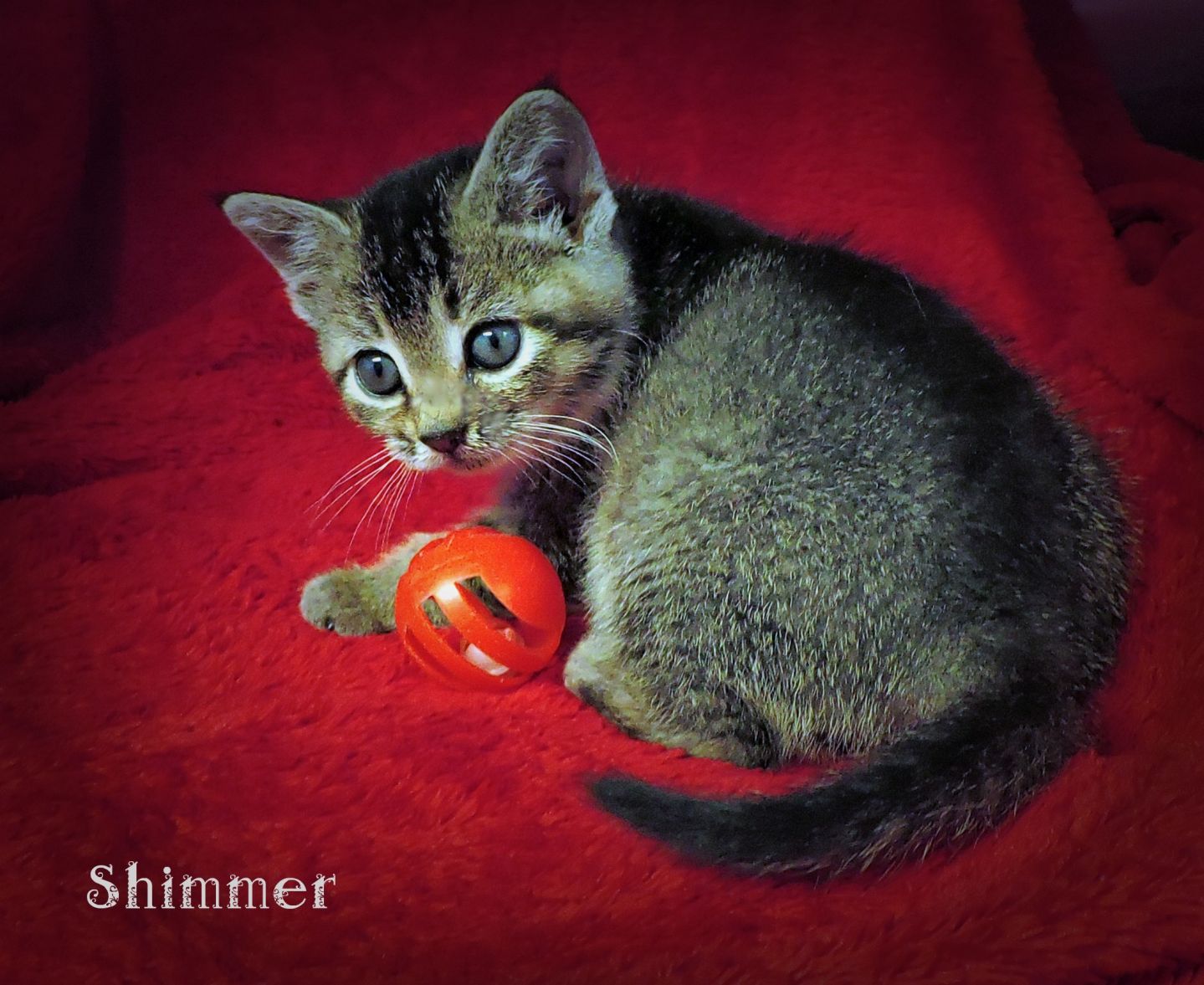 Shimmer f.jpeg